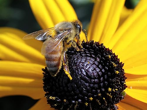 Miniatura 4 de Semillas de Susan de ojos negros para plantar, 5000 semillas, te dan hermosas flores de Susan de ojos negros, sin OMG, variedades de semillas de