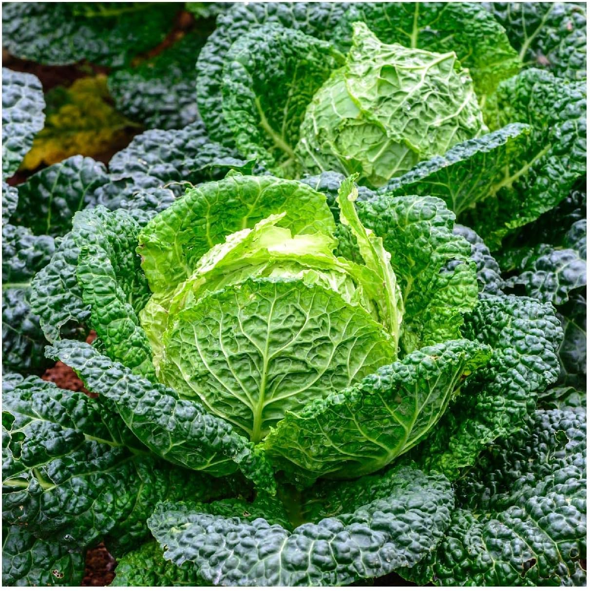 Everwilde Farms - 1 Lb Savoy Cabbage Seeds - Gold Vault