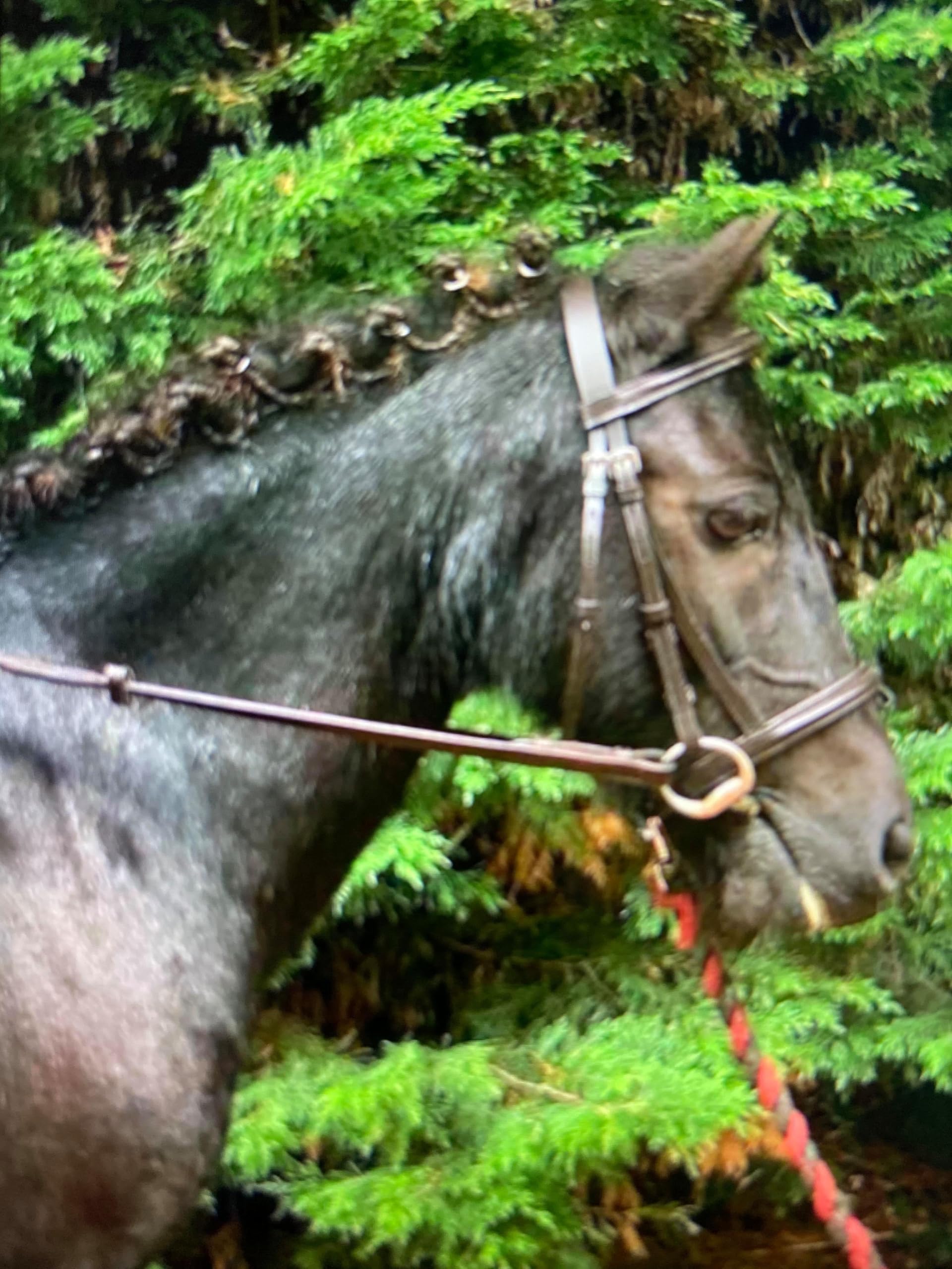 Very Pretty Pony & Small Pony Dainty Flash Bridle with Soft Rubber Reins Brown / Pony