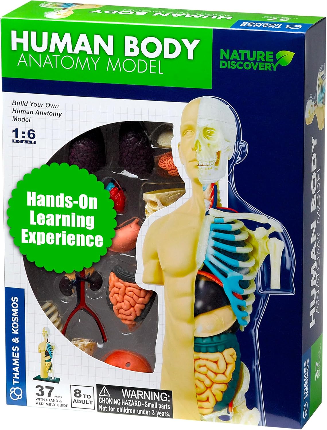 Thames & Kosmos 260830 Human Body Anatomy Model Toy, Multi