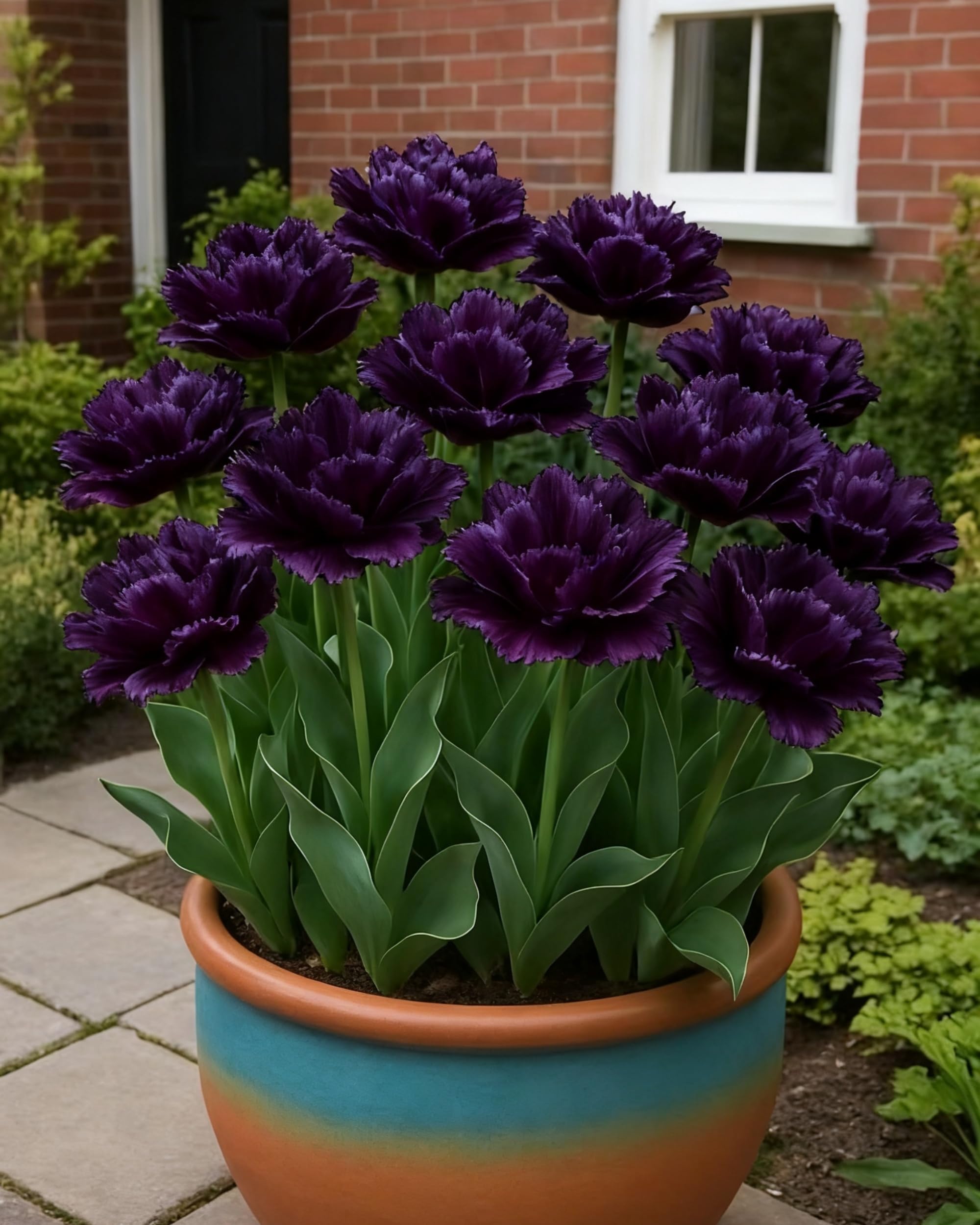 Tulip Bulbs for Planting – Large Blooms, Vibrant Colors, Seasonal Garden Decoration，Hardy Perennial, Excellent Display-15bulbs-A