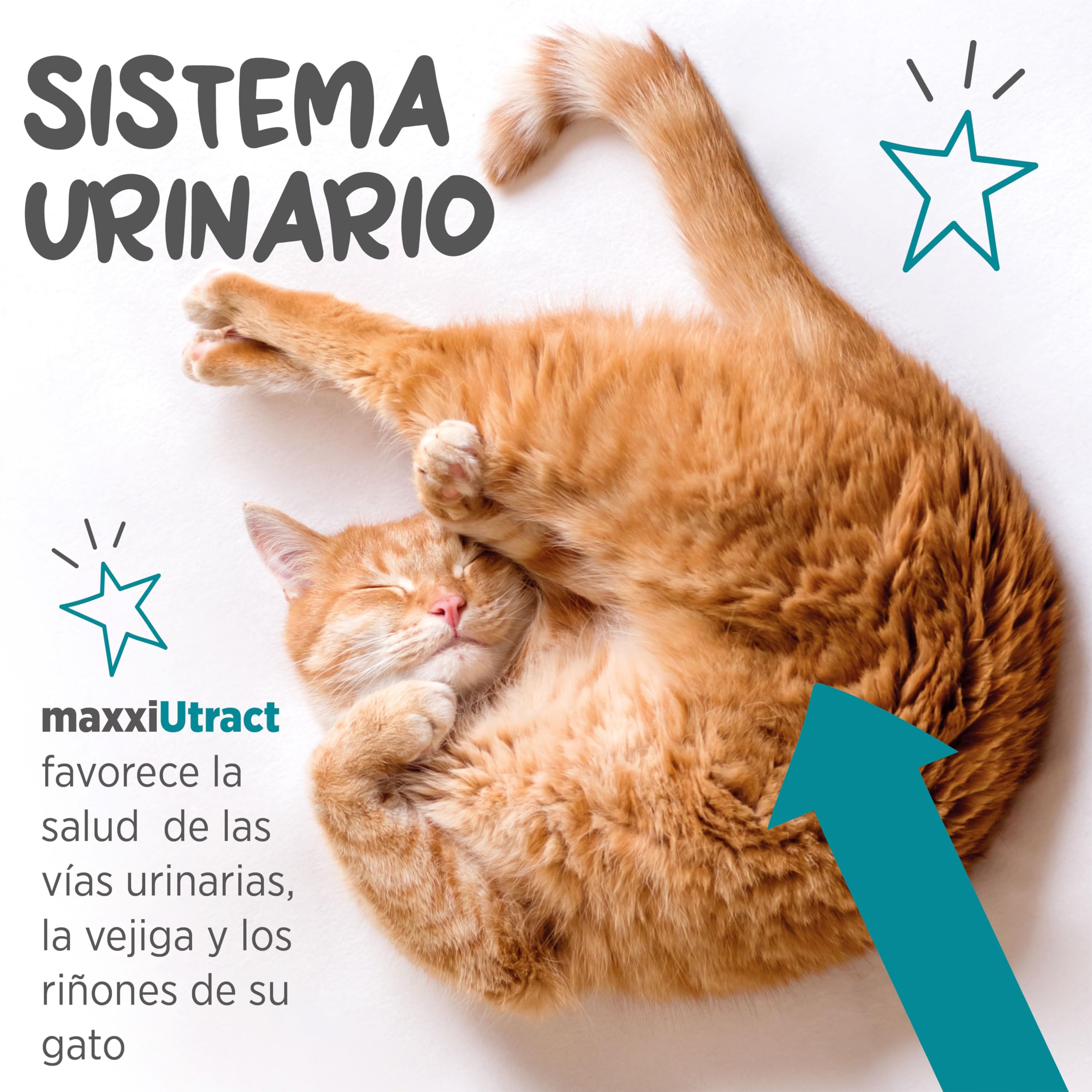 maxxipaws maxxiUtract Apoyo Urinario y de la Vejiga para Gatos - Suplemento en Polvo, 90g