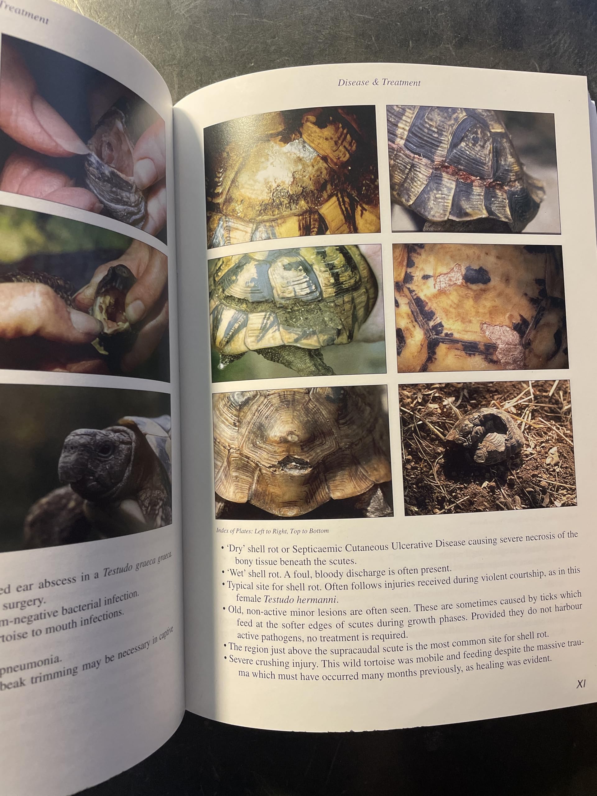 Practical Encyclopedia of Keeping and Breeding Tortoises and Freshwater Turtles