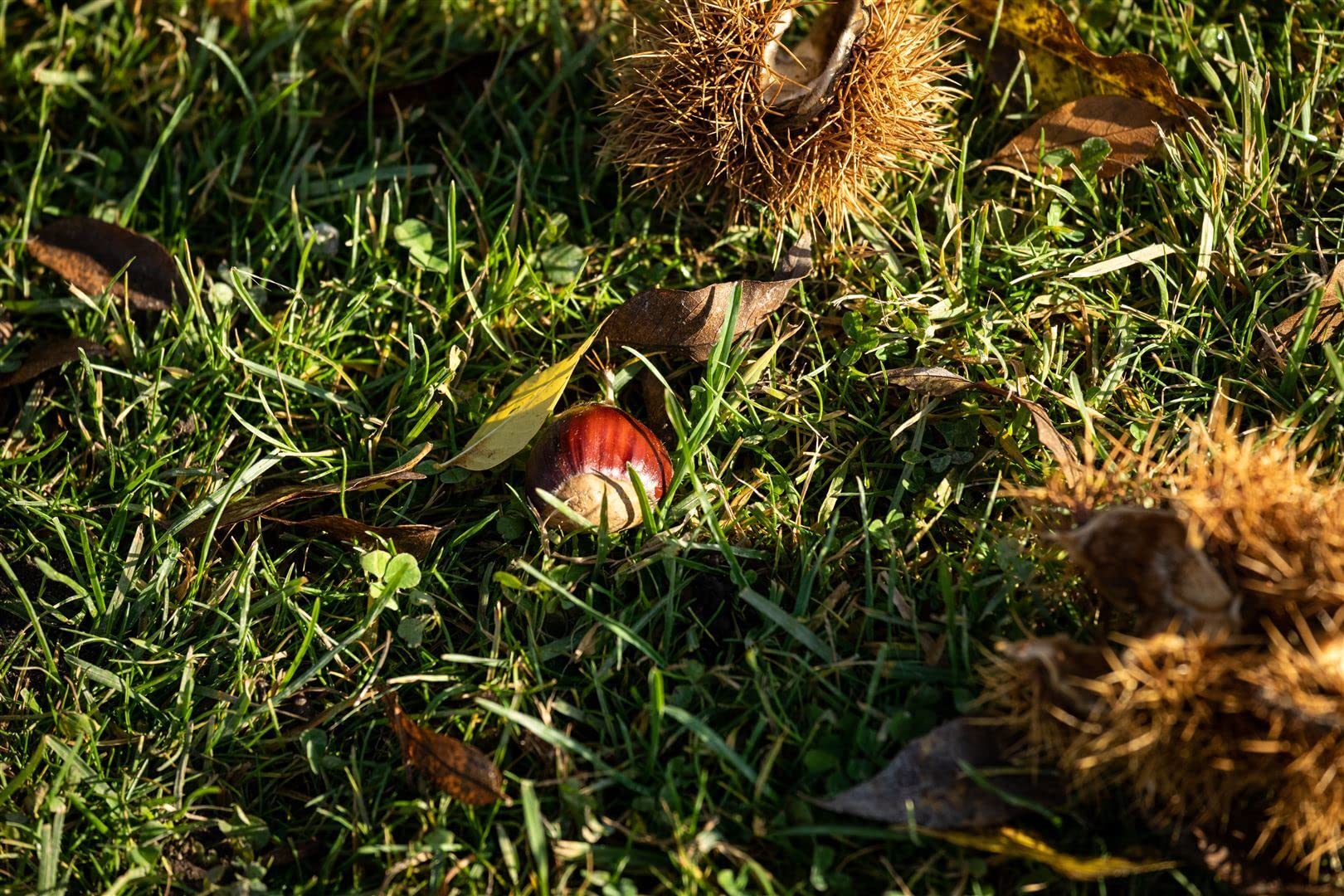 Esskastanie Castanea sativa 125-150 cm Obstbaum winterhart