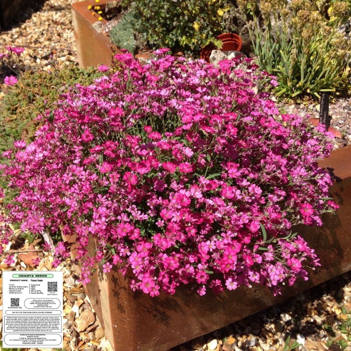 Udanta Seeds Babys-breath - Gypsophila Pink Flower Seeds Imported Series - Pack of 50 Seeds (B0BBXC25TC) Amazon Price History, Amazon Price Tracker