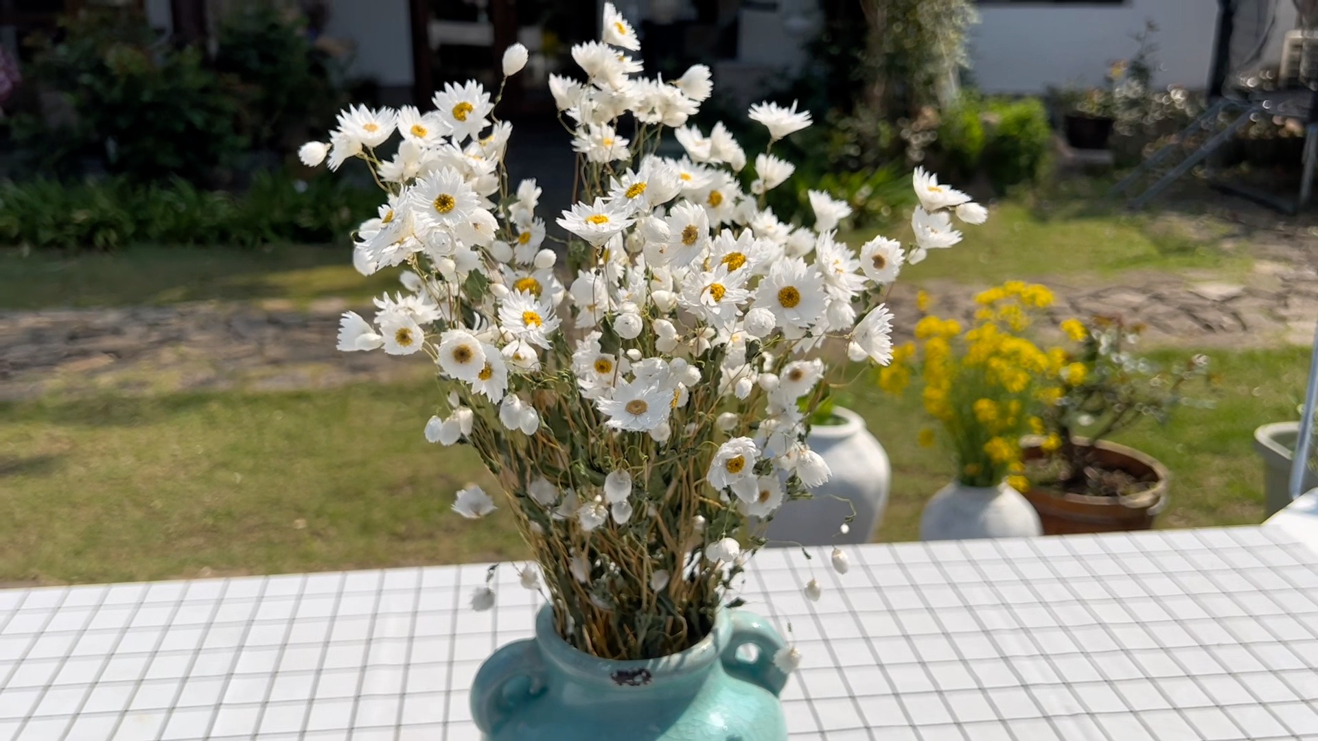 Ramo de Flores Secas Margarita Blanca 250 unidades miniatura 7