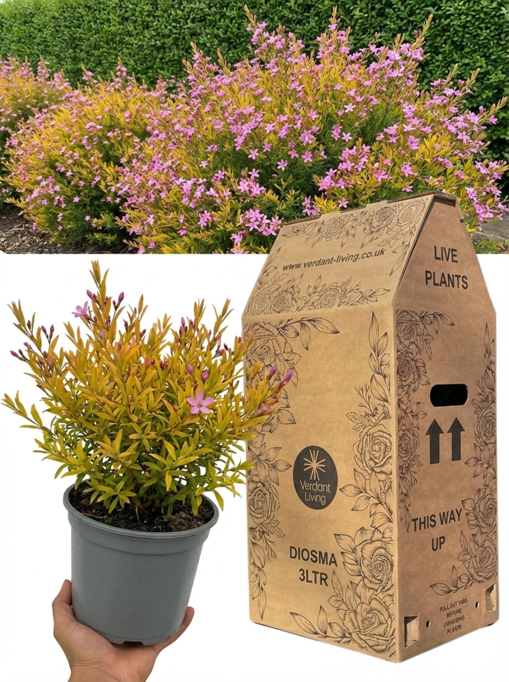 1x Diosma Sunset Gold Plant In 3Ltr Pot – Fragrant Hardy Evergreen Shrub (Breath of Heaven) for Gardens, Patio, Borders & Containers – Drought Tolerant, Aromatic, Low Maintenance, Compact Garden Shrub