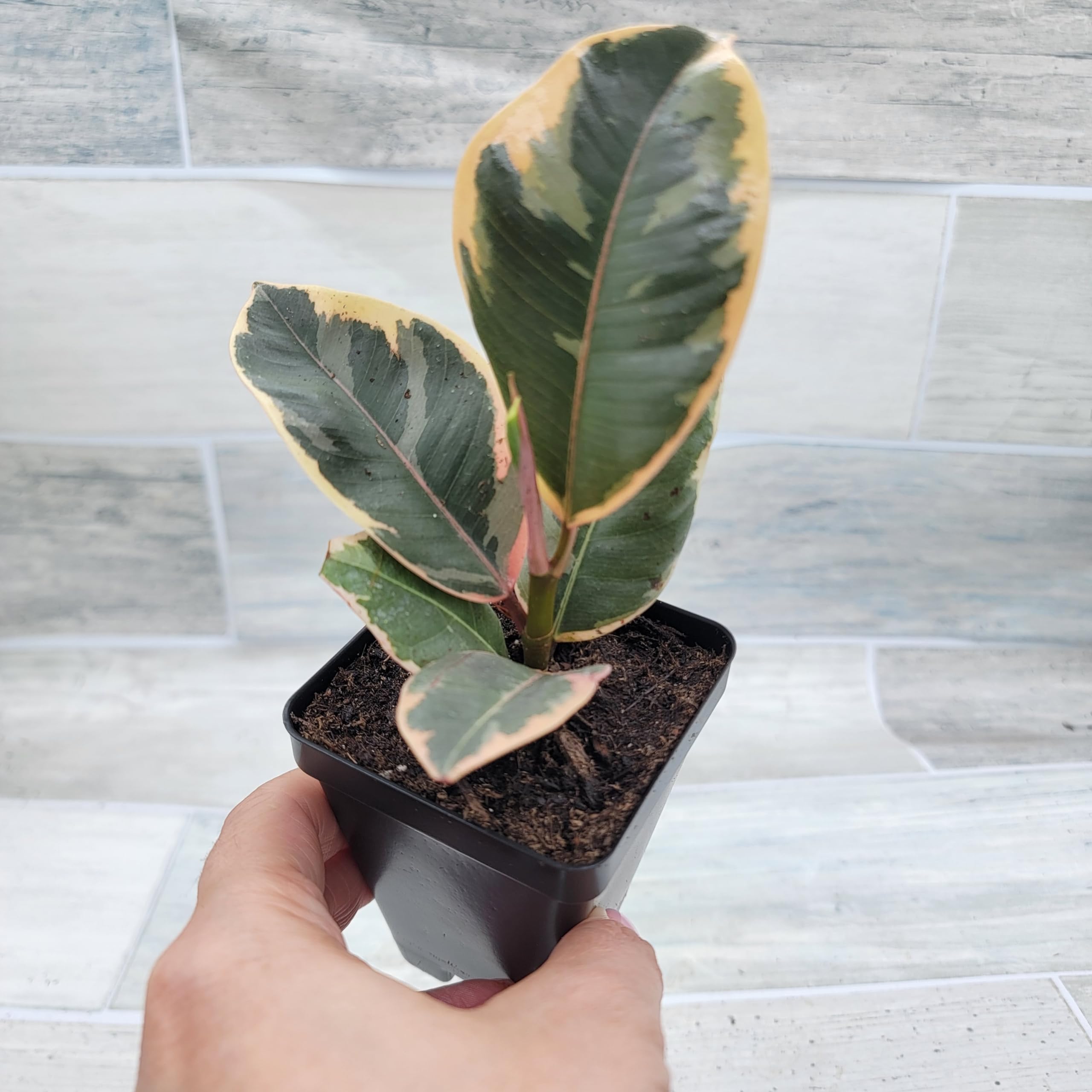 Amazon.co.jp: Ficus Tineke Live Plant – 3インチポット、多彩なゴム