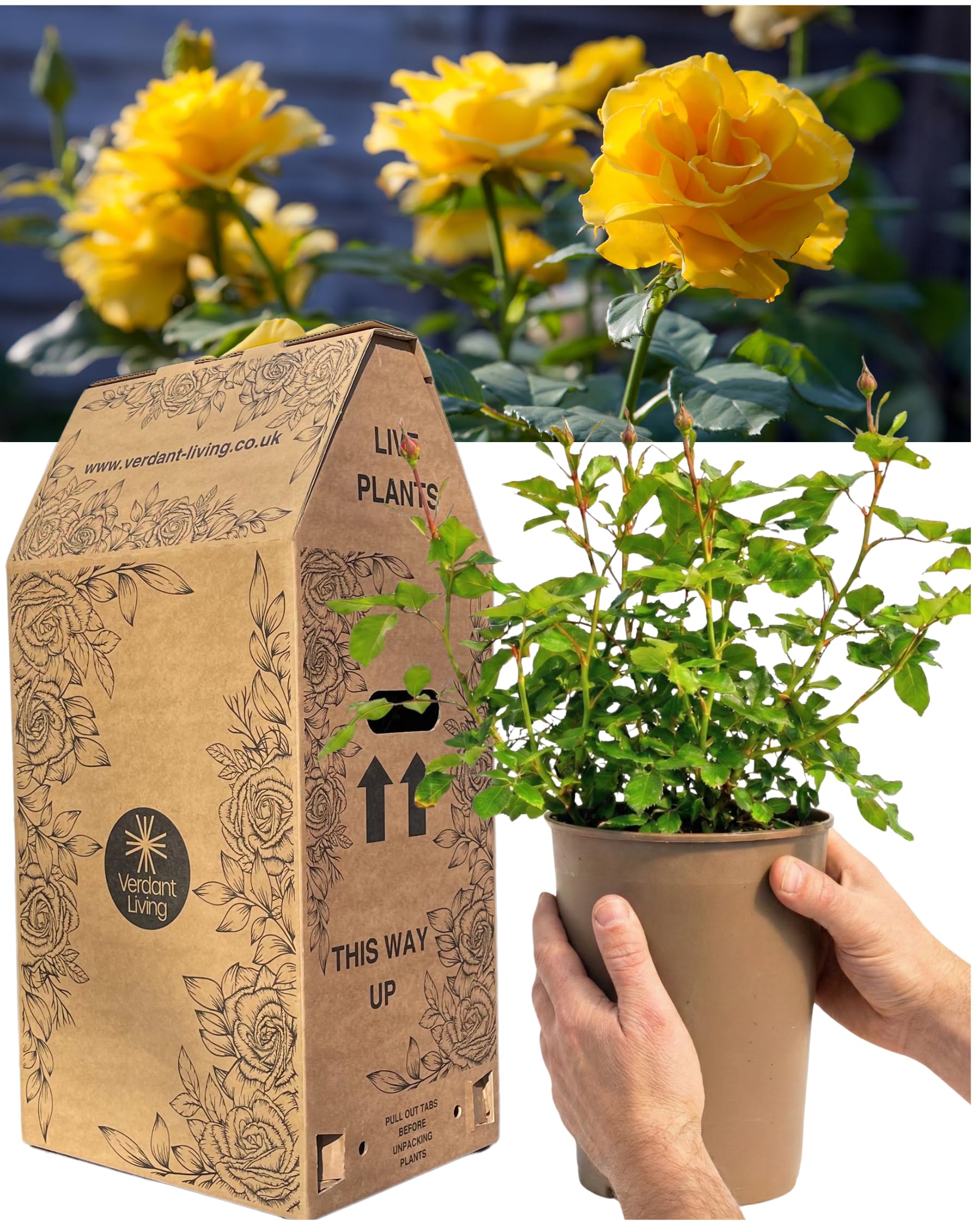 Outdoor Garden Ready Potted Rose Bush – Summer Flowering Plant with Bright Yellow Blooms. Delivered Fresh & Healthy in a Large, Well-Established 3L Pot. Ideal for Patios, Containers & Borders