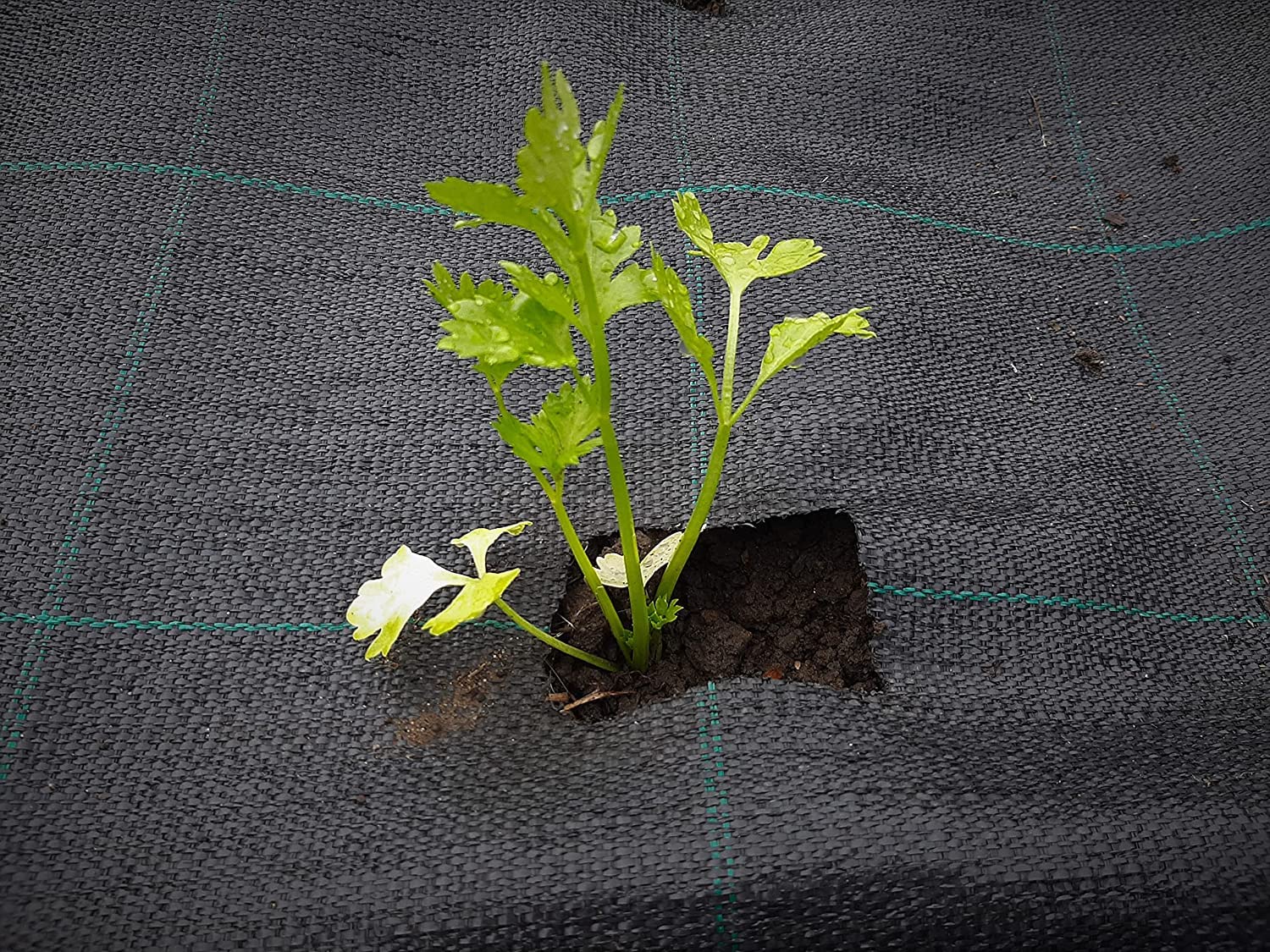 Noir Toile Anti Mauvaise Herbe 100g/m² - (50cm x 50m, Rouleau) - Geotextile Anti Repousse - Durable Toile de Paillage Jardin - Perméable à l'eau - Supérieure pour Jardin