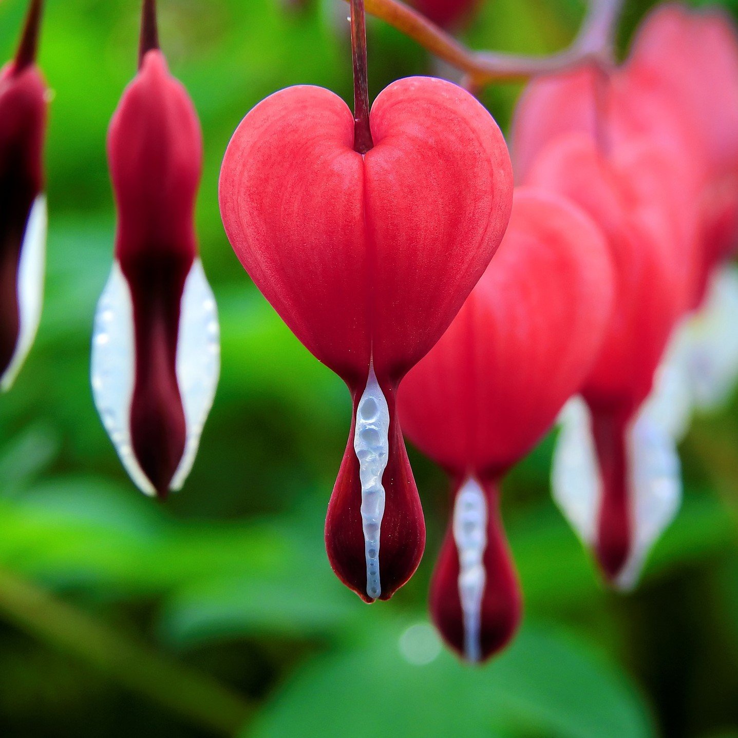 Easy to Grow Dicentra Bleeding Heart Valentine Bareroot