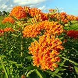 Butterfly Milkweed Seeds - 500 Pcs Perennial, Heat & Humid Tolerant, Pollinator-Friendly Wildflower Seeds, Ideal for Monarch Butterflies, Cut Flowers, Borders, or Meadows