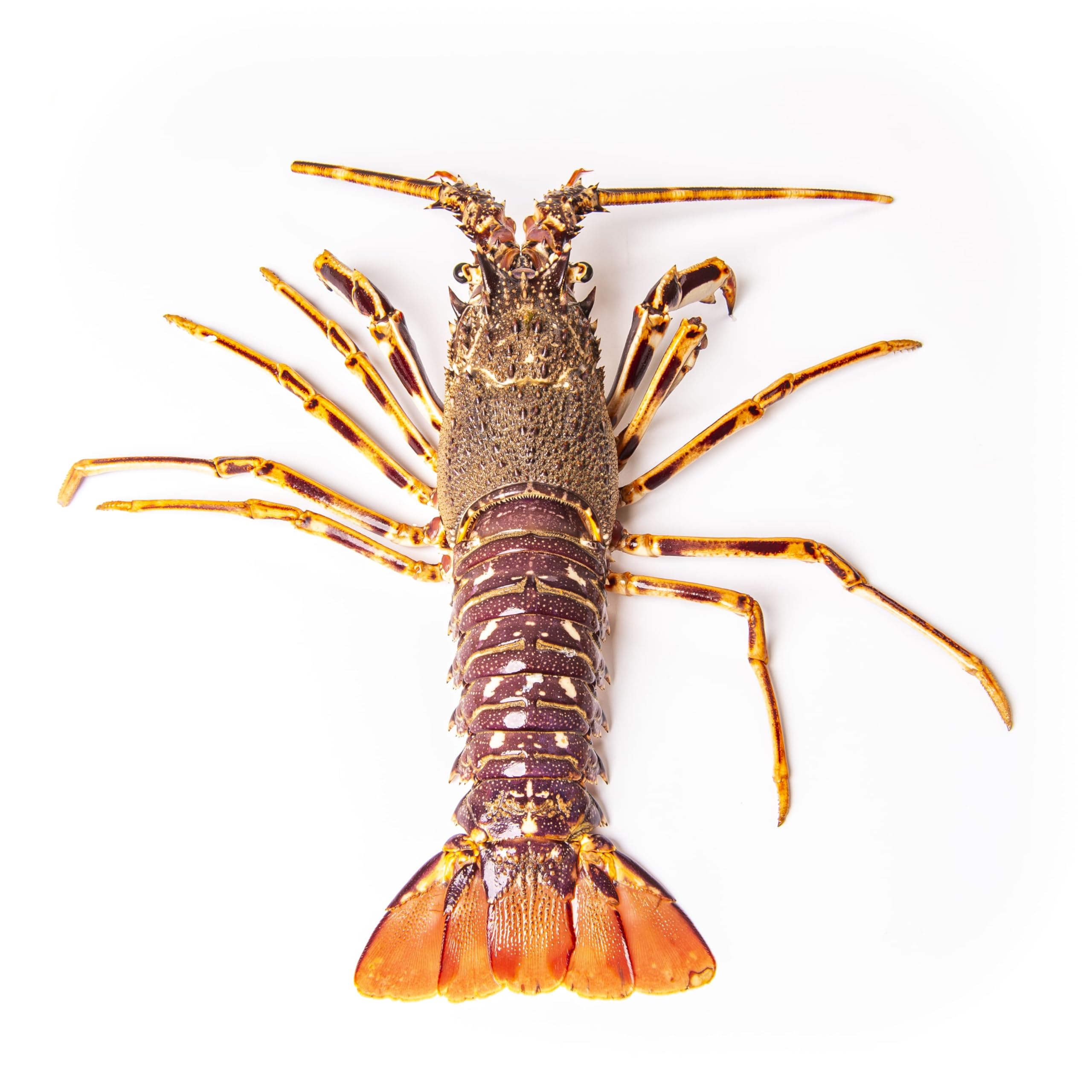 Gamba Blanca de Huelva - Pescadería Premium - 1 kg -Pescado y Marisco Fresco de Lonja (1 kg, Gamba Blanca) — view 8
