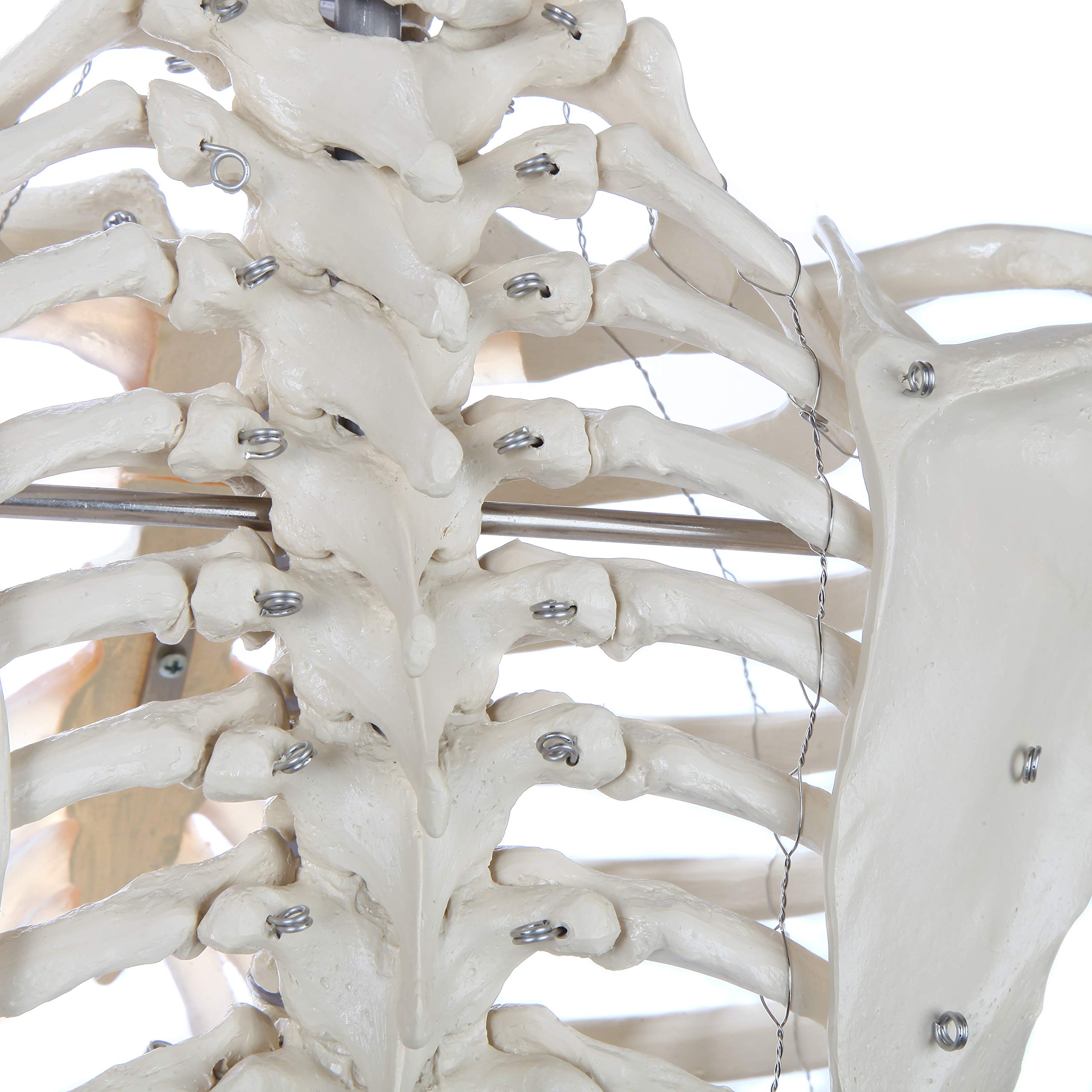 Amazon.co.jp: Rudiger Anatomie 生涯 人間のスケルトン : 産業・研究