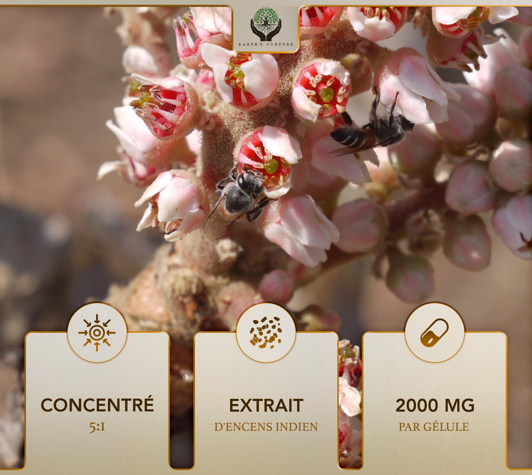 EN Boswellia Serrata | Boswellia Haute Teneur 5:1 Extrait - 2000 mg Boswelia par Portion | 120 Gélule | Sans OGM Sans Gluten Sans Produit Laitier | Fabriqué au Royaume-Uni