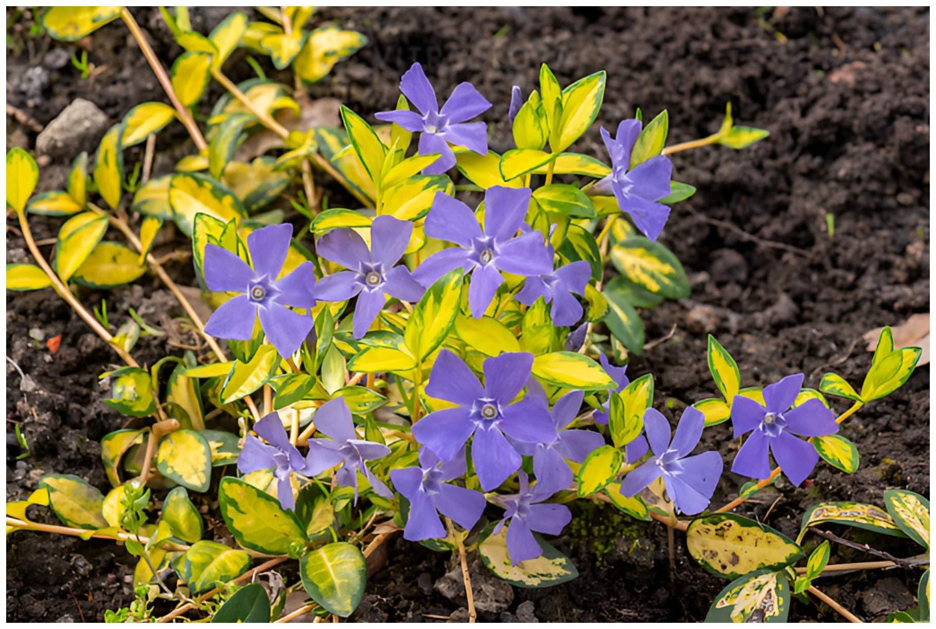 Stauden Gänge 10 x Vinca minor 'Imagine' Buntes Blaues Kleines Immergrün
