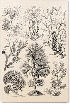 Lantern Press 10x15 Inch Wood Sign, Ready to Hang Wall Decor, Art Forms of Nature, Fucoideae Algae, Ernst Haeckel Artwork