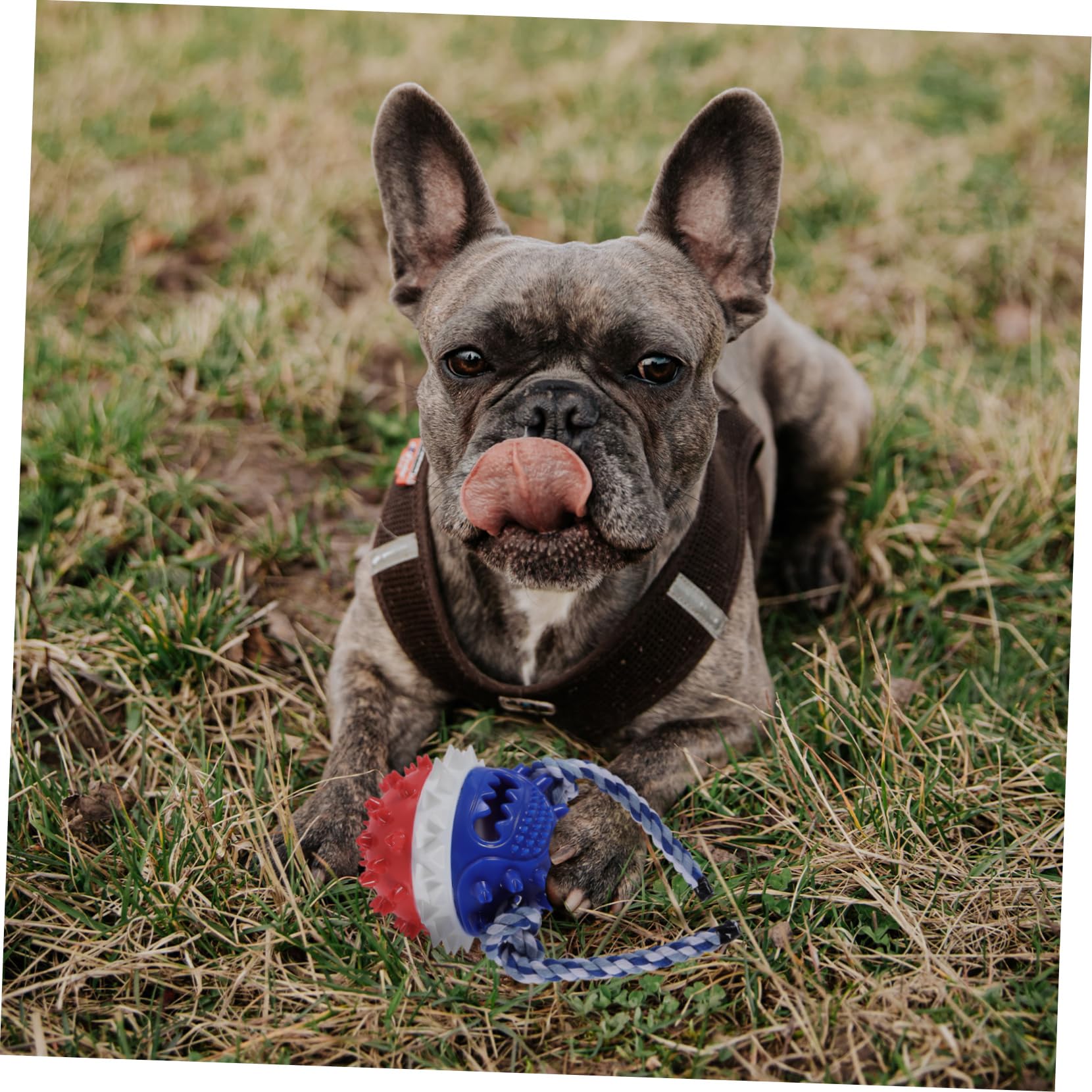 Beaupretty Lot De 2 Jouets À Mâcher pour Chiens Sûrs Et Interactifs pour Le Nettoyage des Dents des Chiots
