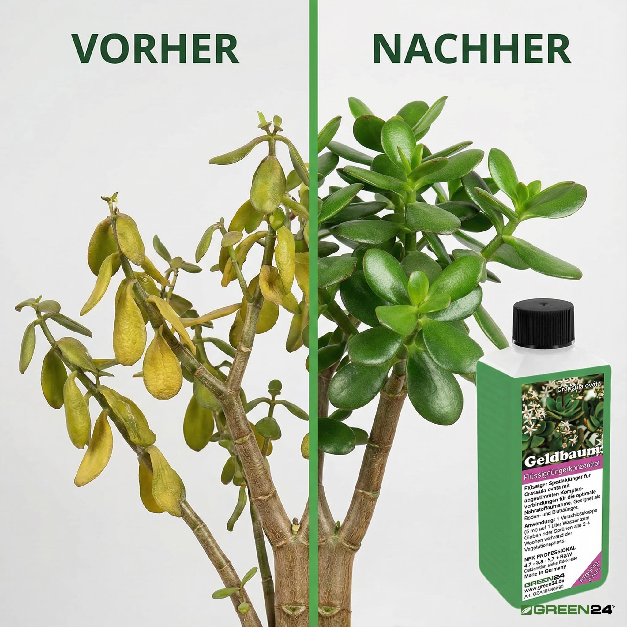 Geldbaum-Dnger, Crassula ovata Flssigdnger fr den Pfennigbaum 250 ml :  Amazon.de: Garten