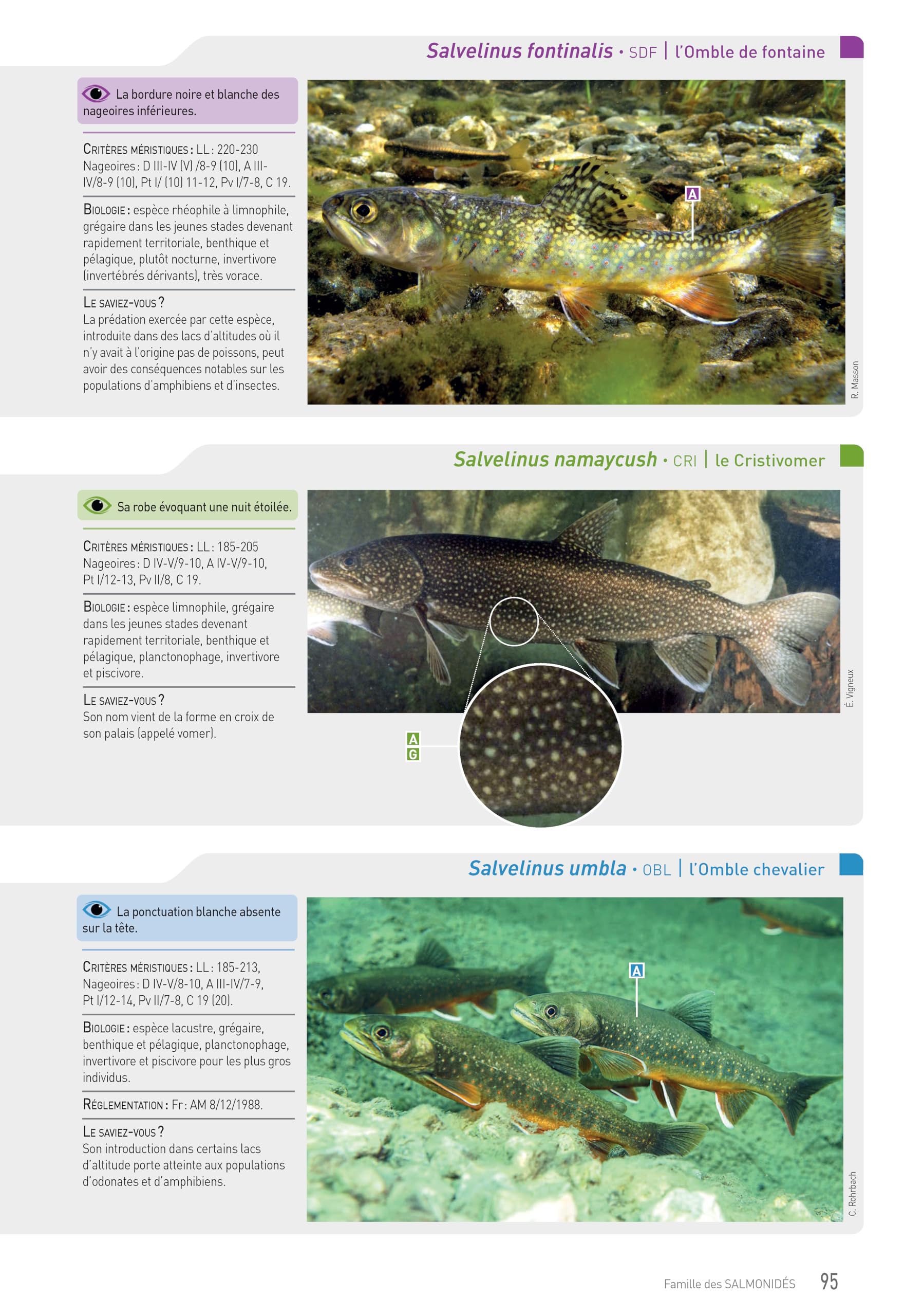 Cahier d'identification des poissons d'eau douce
