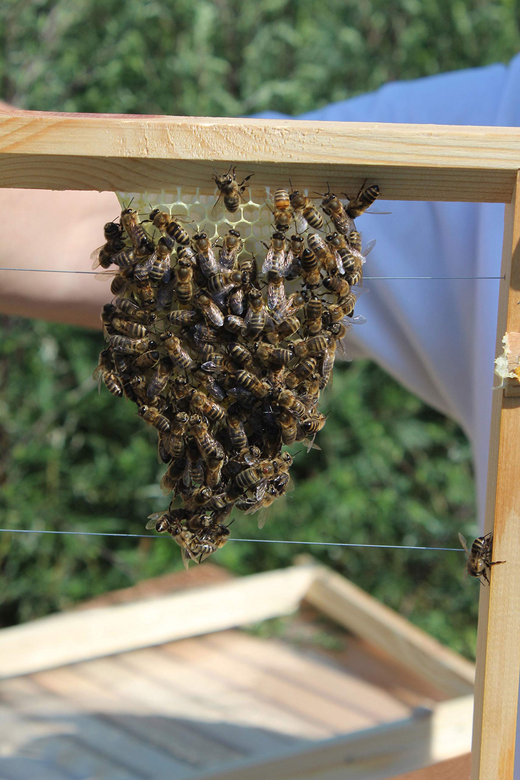 LUXUS-INSEKTENHOTELS Einraumbeute Massivholz Hobby-Imkerei - Honig-Bienen halten - Wesensgemäße Bienenhaltung für die eigene Honigernte - Imkerzubehör - 87 x 55 x 99 cm - Braun