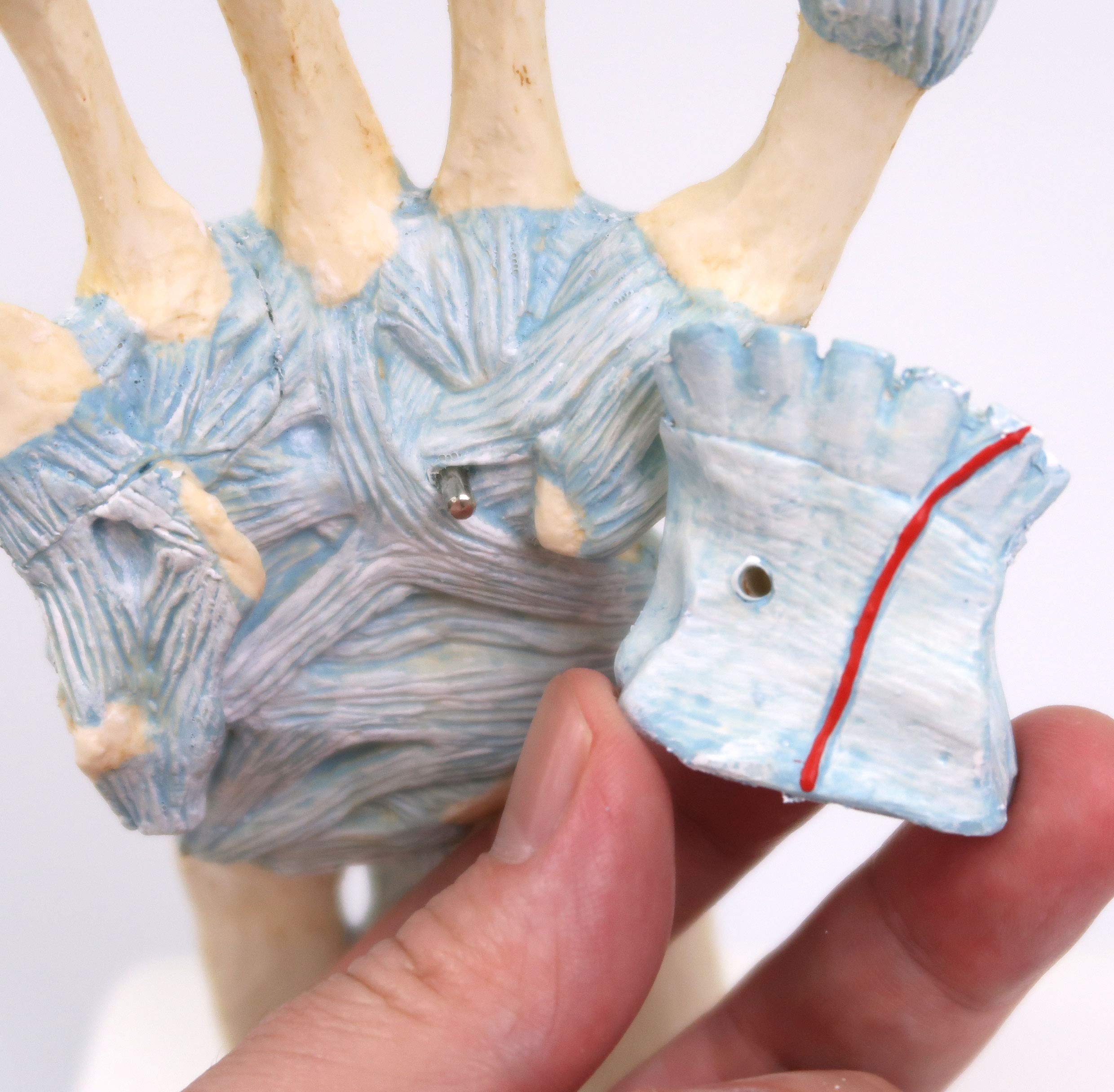 3B Scientific M33 Modelo de anatomía humana Modelo del Esqueleto de la Mano Con Ligamentos y Túnel Carpi + App de anatomía gratuita - 3B Smart Anatomy