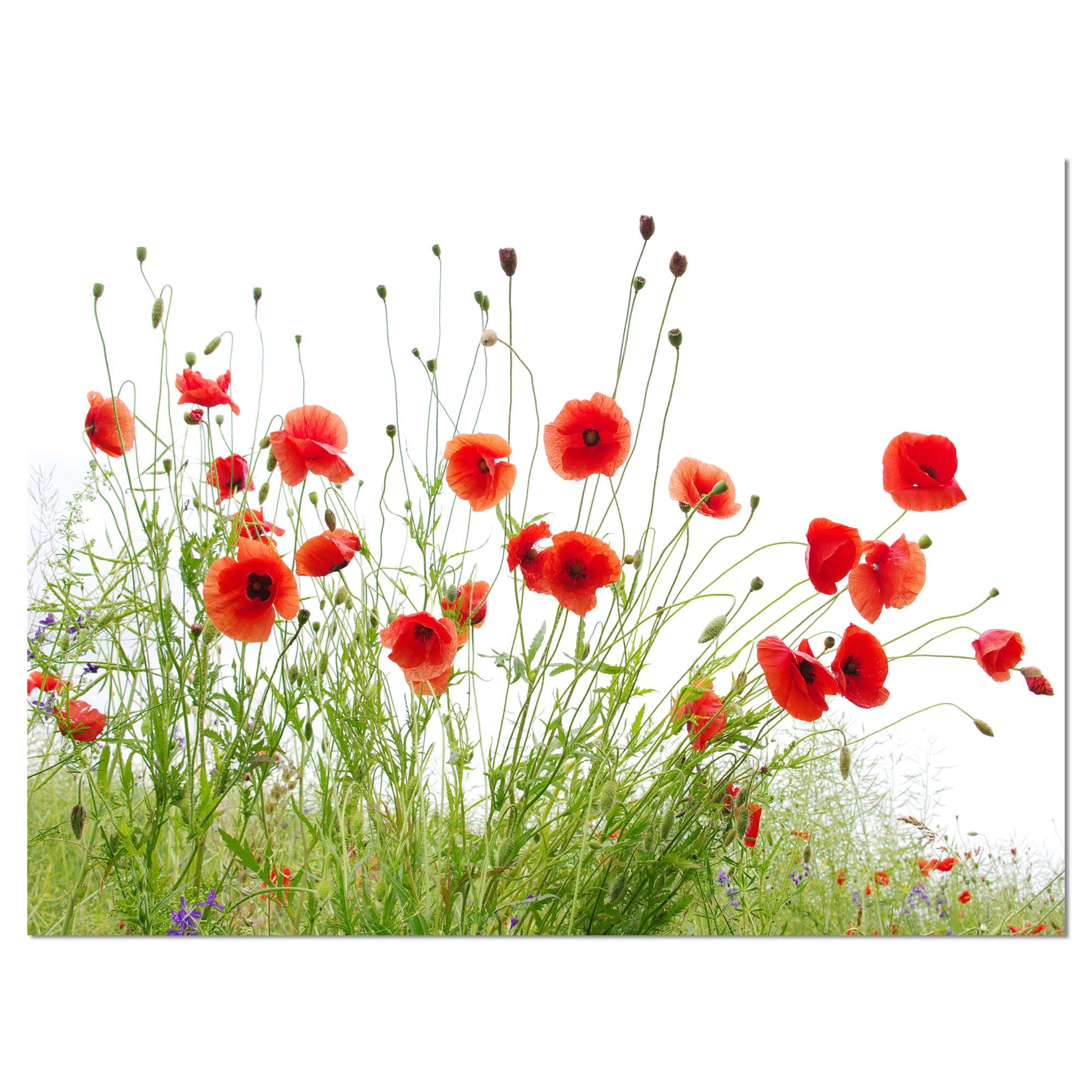 Designart PT13007-20-12 Poppies on White Background - Modern Floral Artwork on Canvas, 12" H x 20" W x 1" D 1P