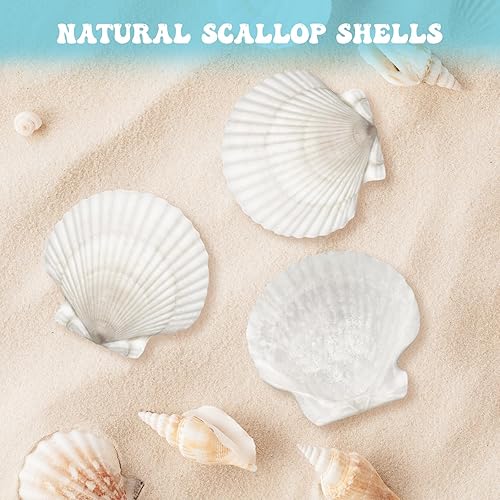Miniatura 3 de 25 conchas de vieira grandes para manualidades de 3 a 5 pulgadas, conchas de vieira blancas grandes para manualidades, pintura, playa, boda,