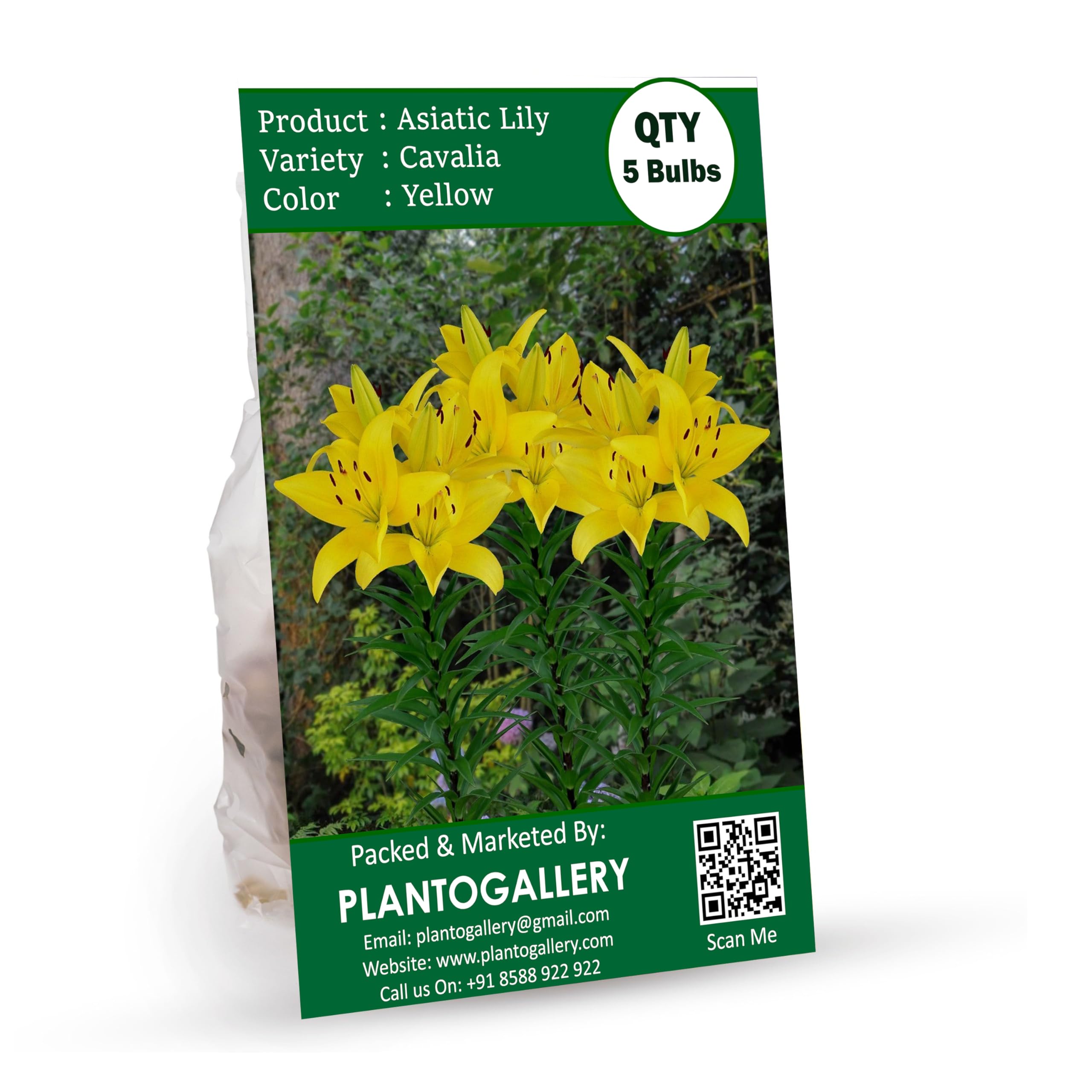 Plantogallery Flower Bulbs | Asiatic Lily Lilium Flower Bulbs (5 Bulbs Only Yellow) (B09FLXC294) Amazon Price History, Amazon Price Tracker