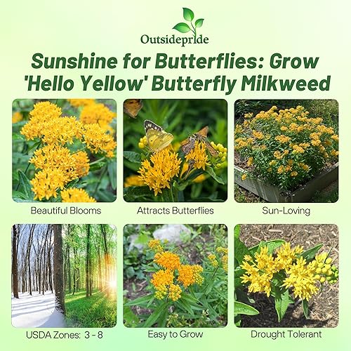 Miniatura 2 de Outsidepride Hello Yellow Milkweed Seeds  100 piezas perennes, tolerantes al calor y a la humedad, semillas de flores silvestres aptas para