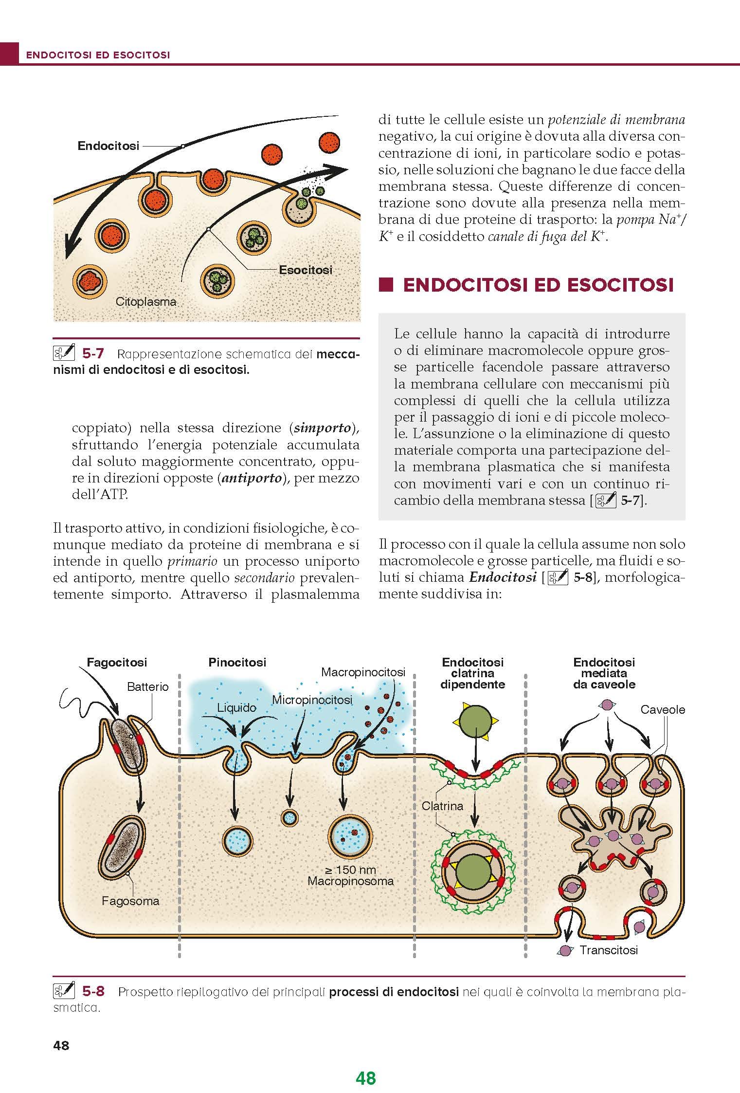 Citologia istologia