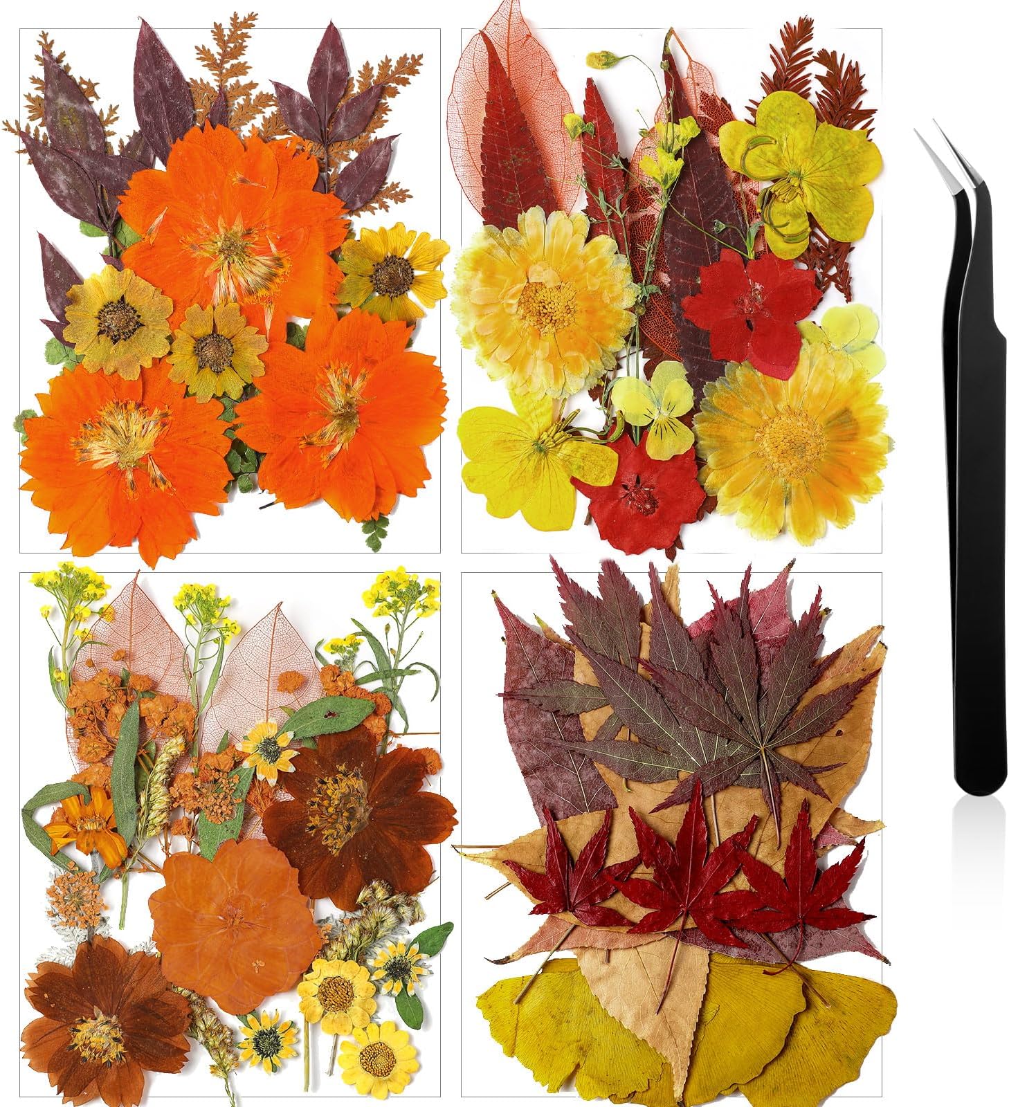 Pressed Flowers Bulk