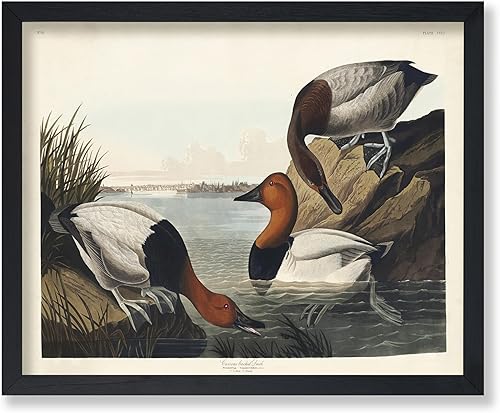 Miniatura 21 de Poster Master Póster vintage de colibríes, impresión de formas de arte retro en la naturaleza, arte de pájaros, regalo para él, ella y amante de los