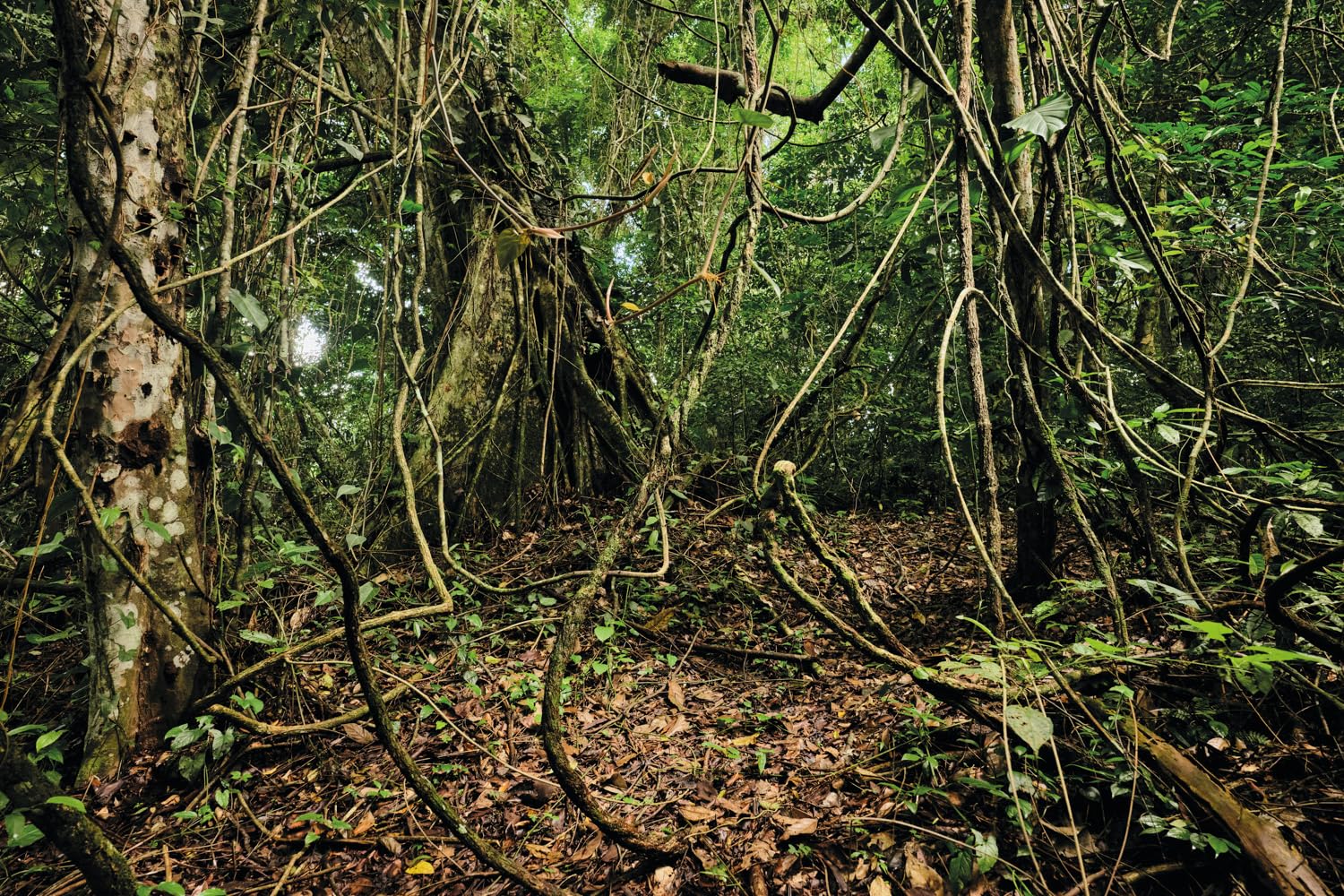 Maya Goded: The Serpent’s Trail