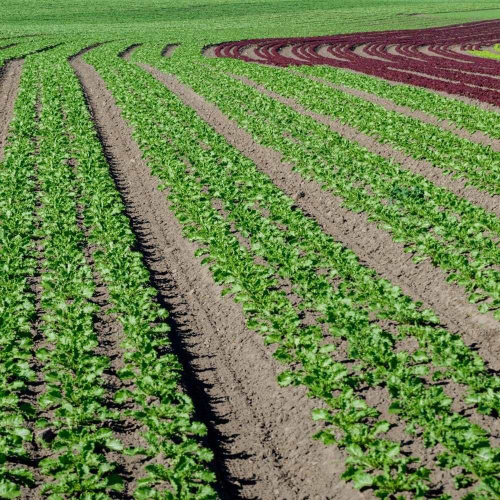 acquaverde | Tubo in Polietilene Ø 20 mm PN6, Rotolo da 100 mt a Bassa Densità PE-BD per Irrigazione di Campi, Orto, Giardino e Sistemi Irrigui, Resistente a Raggi UV e Fertilizzanti - Orto Facile