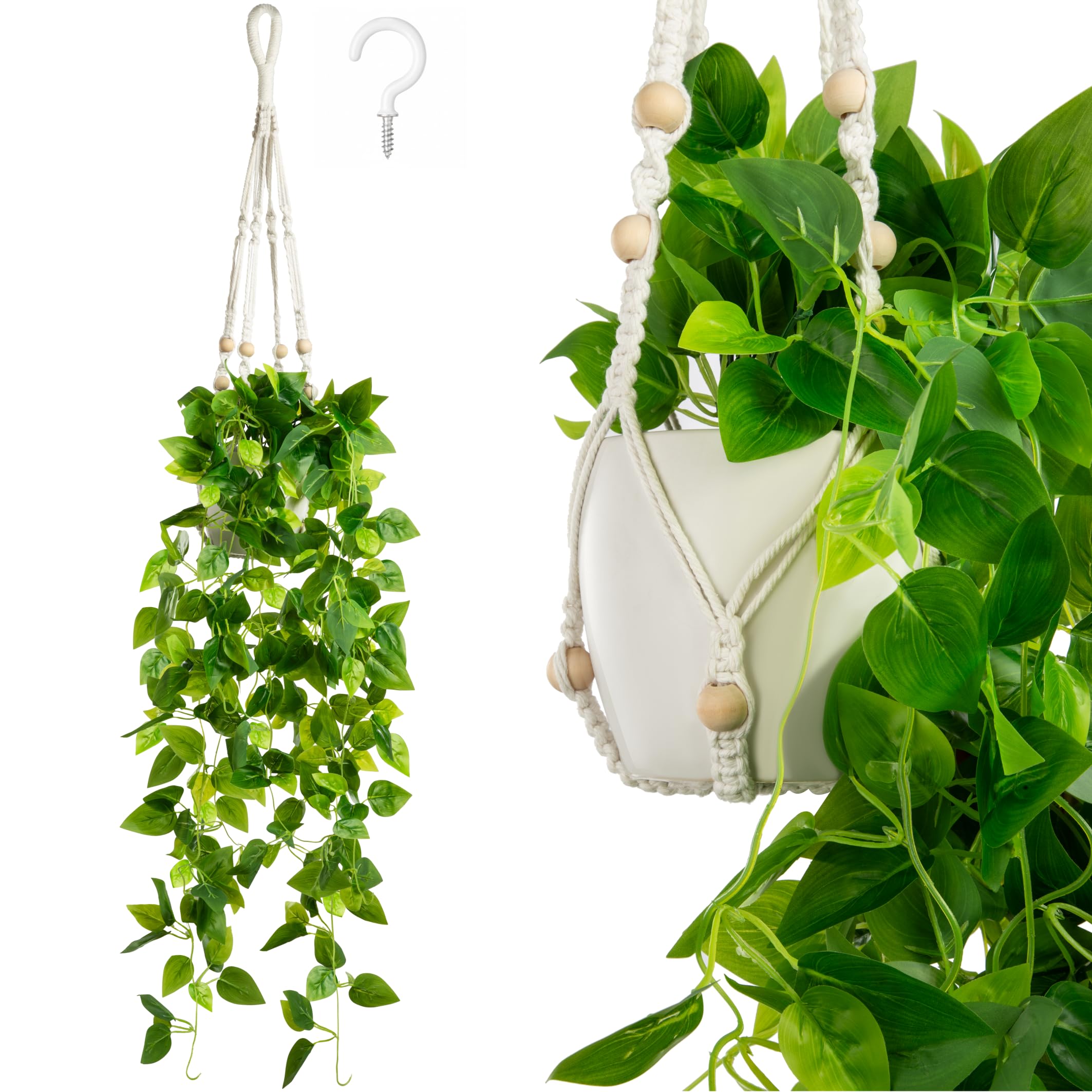 gefleckte efeutute kaufen Scindapsus pictus 'Argyraeus' (Gefleckte Efeutute) – Jungle Leaves