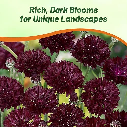 Miniatura 6 de Outsidepride Semillas de aciano de bola negra para plantar, 2000 unidades. Semillas anuales de flores de botón de licenciatura para jardines de