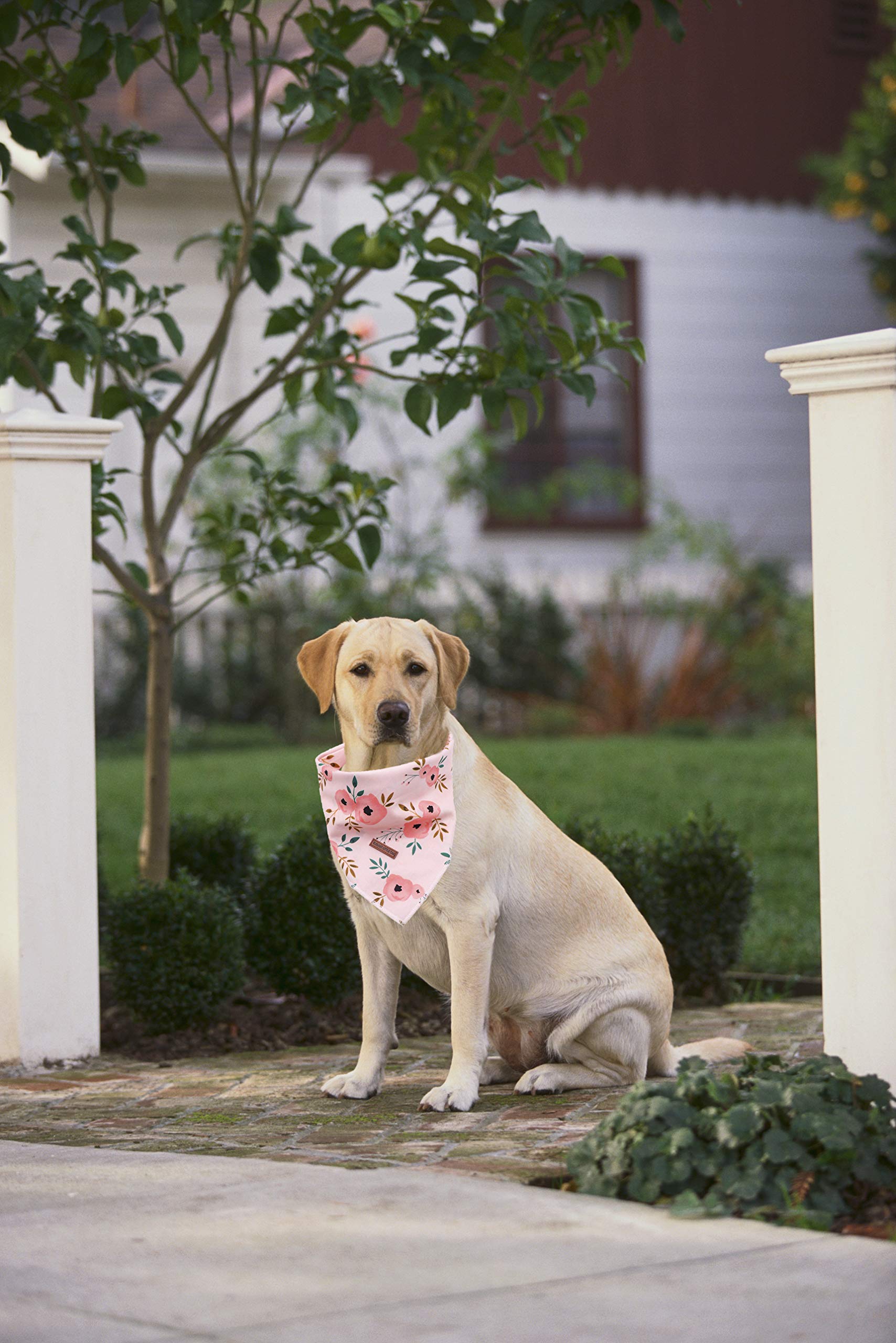 Elegant Little Tail Hunde-Bandana – 1 Stück, Waschbar, Bunt, Verstellbar, Für Mittelgroße/große Hunde