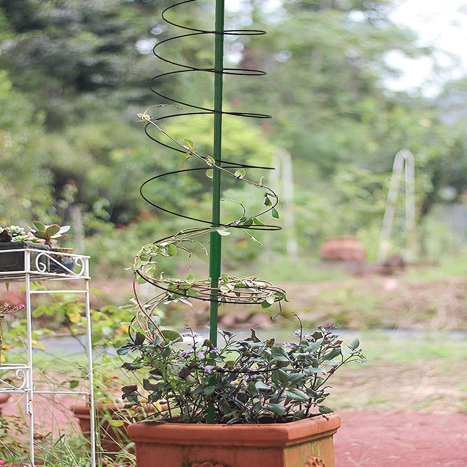 Traliccio A Spirale Per Piante Rampicanti - Obelisco In Metalto Per Rose, Pomodori E Fiori Da Giardino O Balcone - Foto 12
