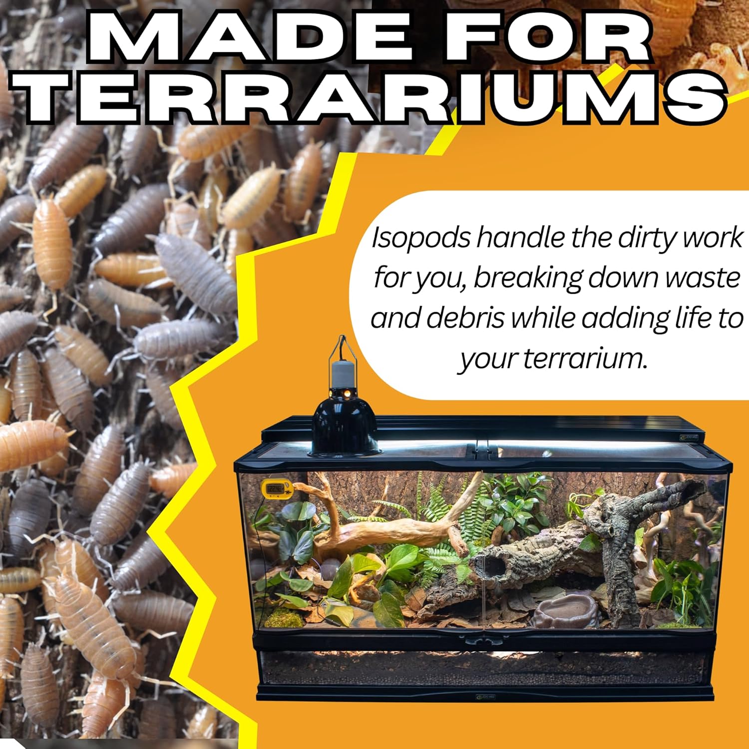 100ct Powder Party Isopods Mix Bioactive Isopods Vivarium Pillbug Rolie Polys