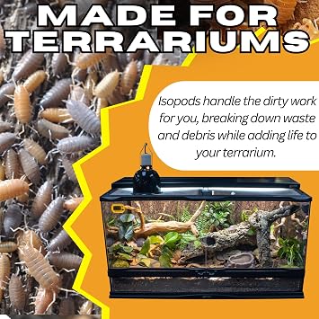 Live 10ct Powder Party Mix (Porcellionides Pruinosus) Cleanup Crew & Reptile Food