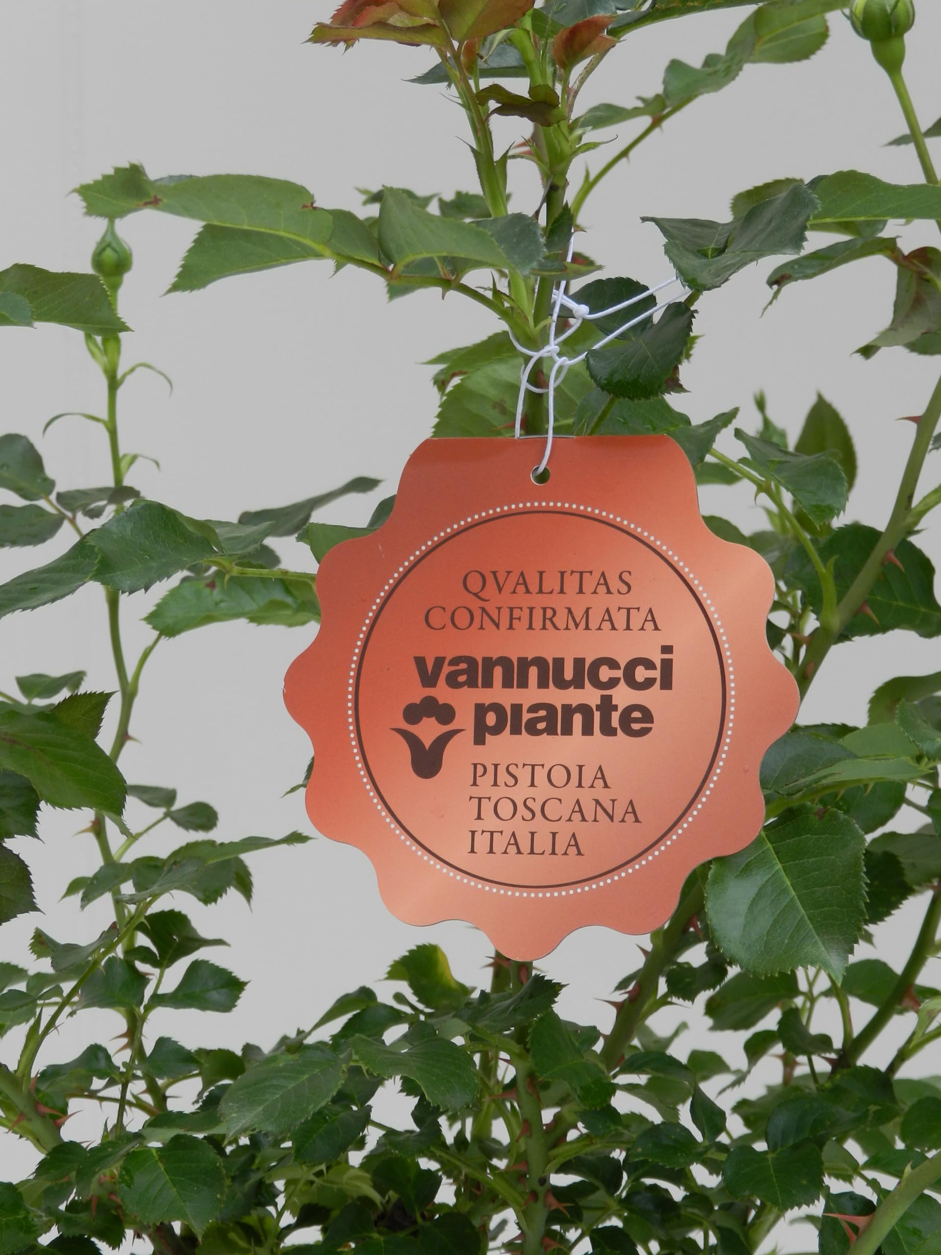 Vannucci Piante - Rosa vera a cespuglio in vaso. Pianta da balcone con bellissime colorazioni! (Rosso)