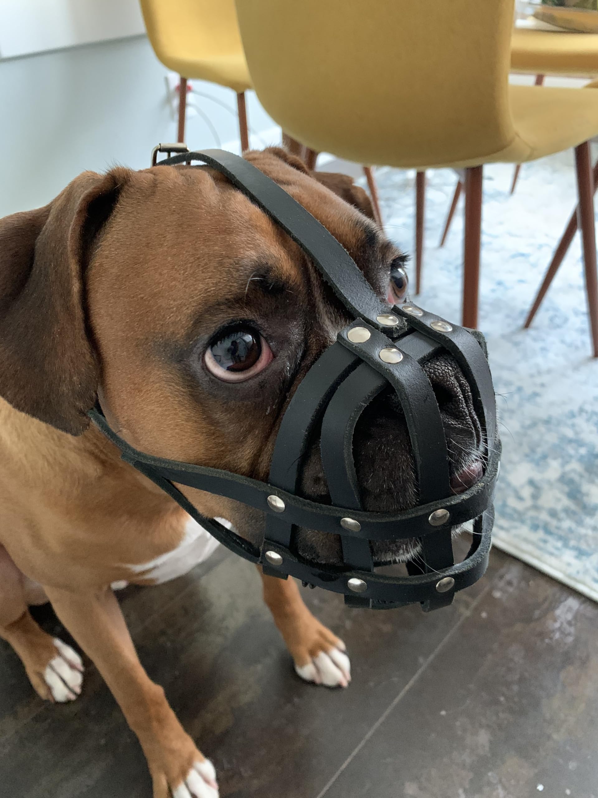 Bozal de perro de piel ligera para Boxer y otros perros con hocico corto
