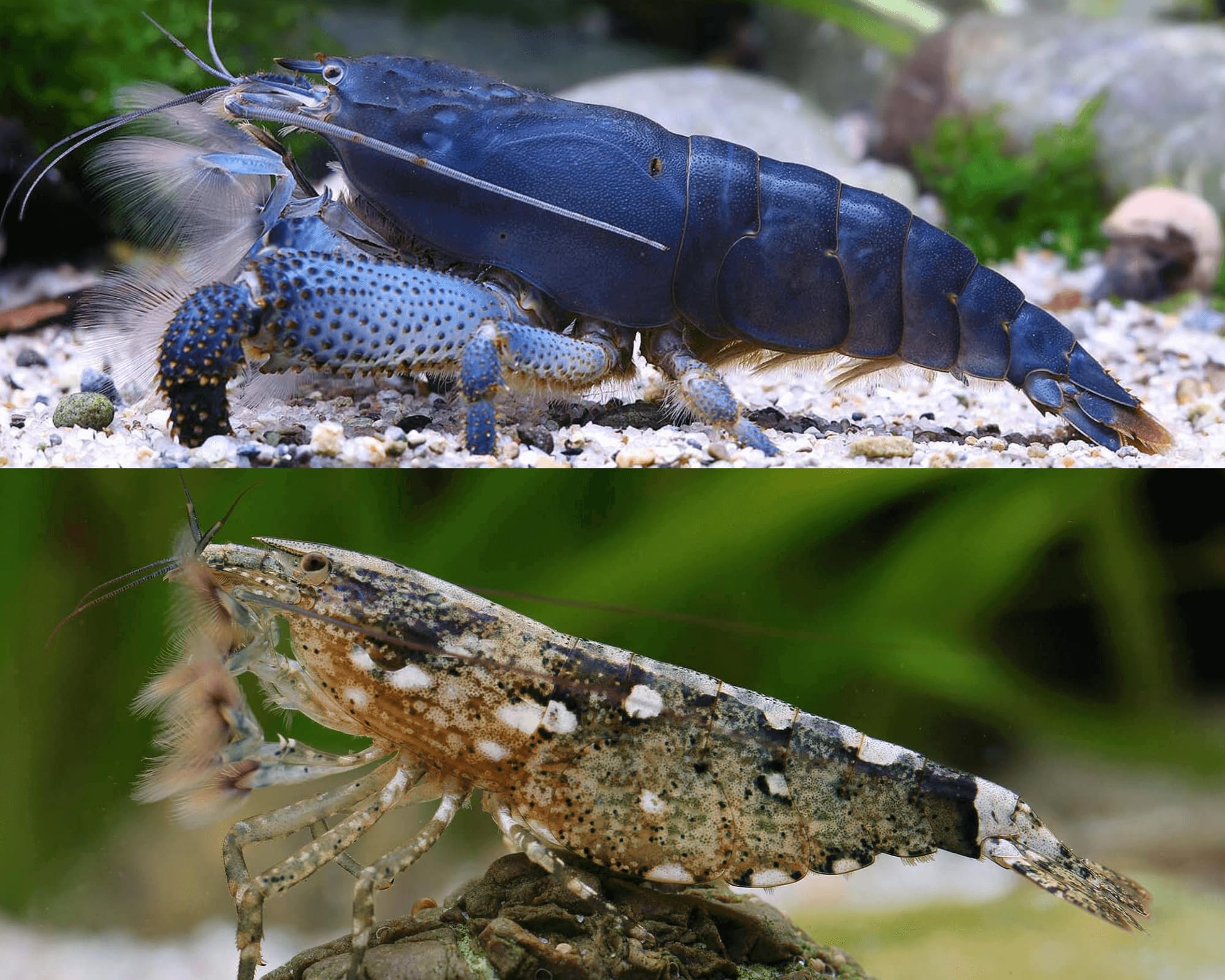 Garnelen Fächergarnelen Set,Natürliche Filter - 2X Gabun (Atya gabonensis) + 3X Molukken (Atyopsis moluccensis) - Friedliche Aquarium Natürlicher Filter & Blickfang im Strömungsbecken