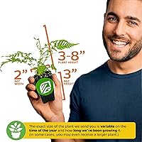 Vista 3 de Wellspring Gardens Playtcerium bifurcatum - Planta de interior fácil para interiores y exteriores - Helechos tropicales en macetas o montados