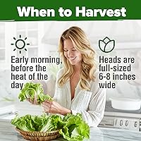 Vista 7 de HOME GROWN Buttercrunch - Paquete de semillas de lechuga – 3950 semillas de vegetales – Semillas ideales para jardín hidropónico