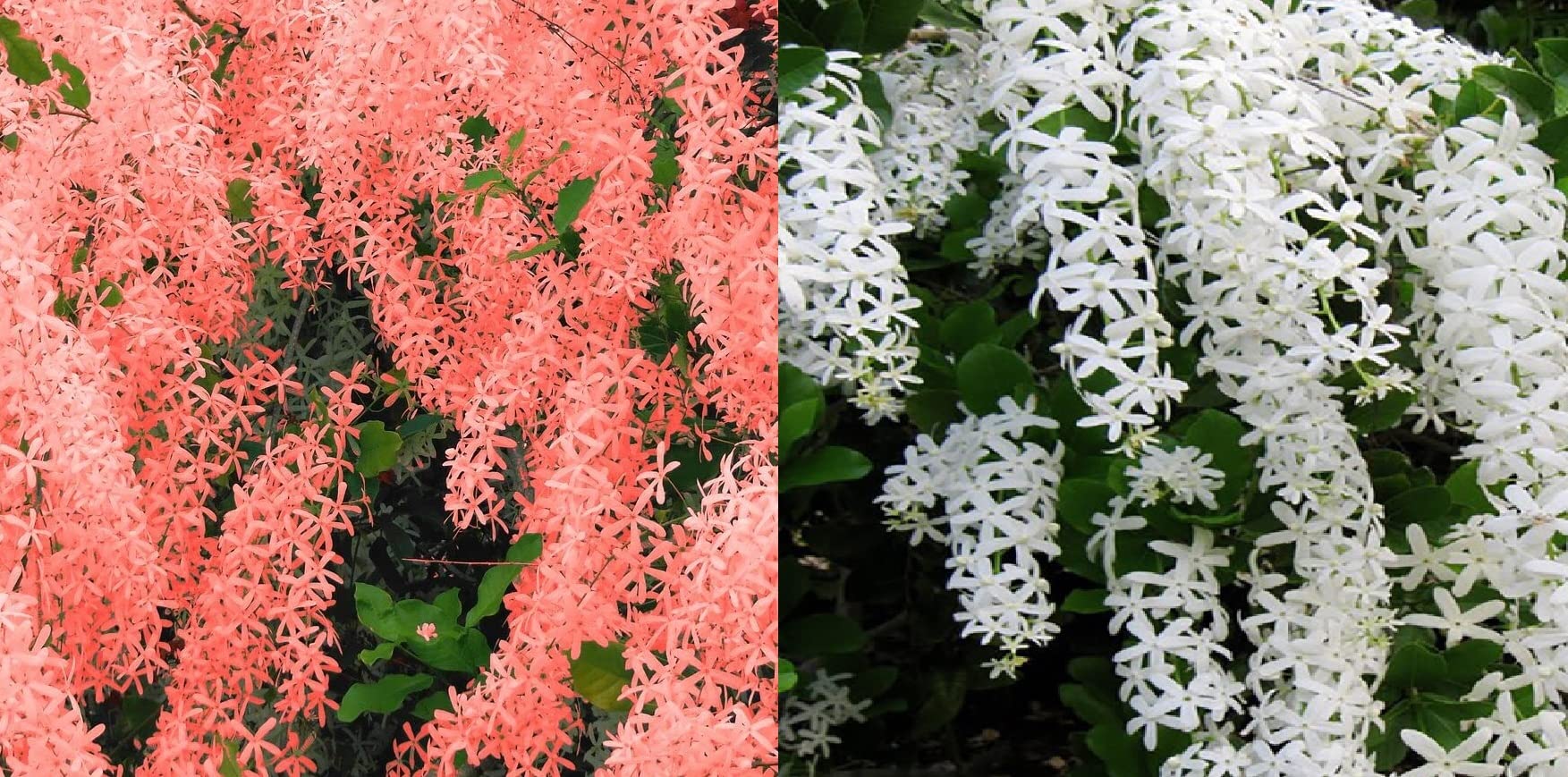 ShopCaart petrea volubilis Vine Combo Plant Red & White Wealth Creeper Sand Paper Vine (2 Small Size Baby Live Plant, with Plastic grow bag) (B0BXLJMJ1X) Amazon Price History, Amazon Price Tracker
