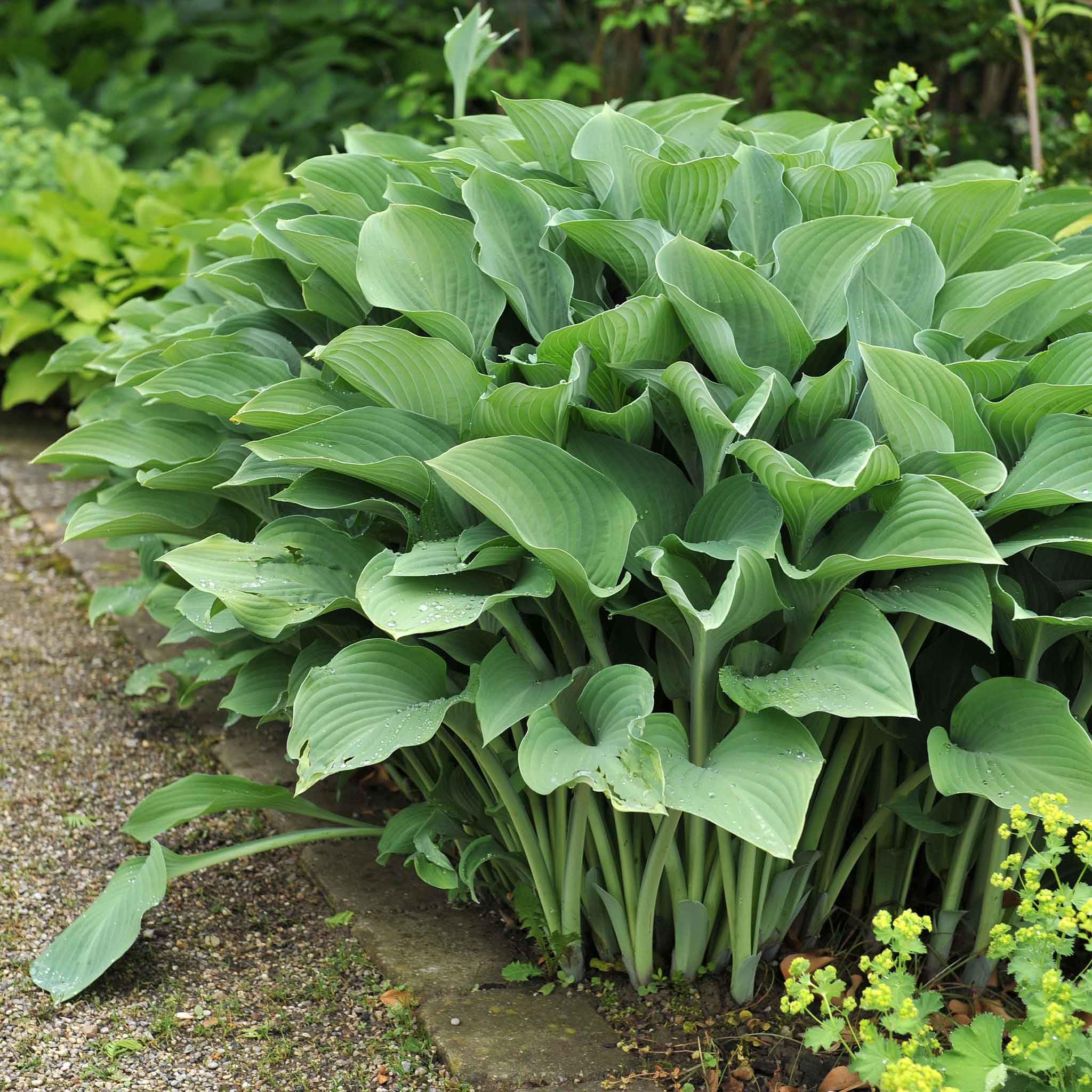 Eden Brothers Krossa Regal Hosta