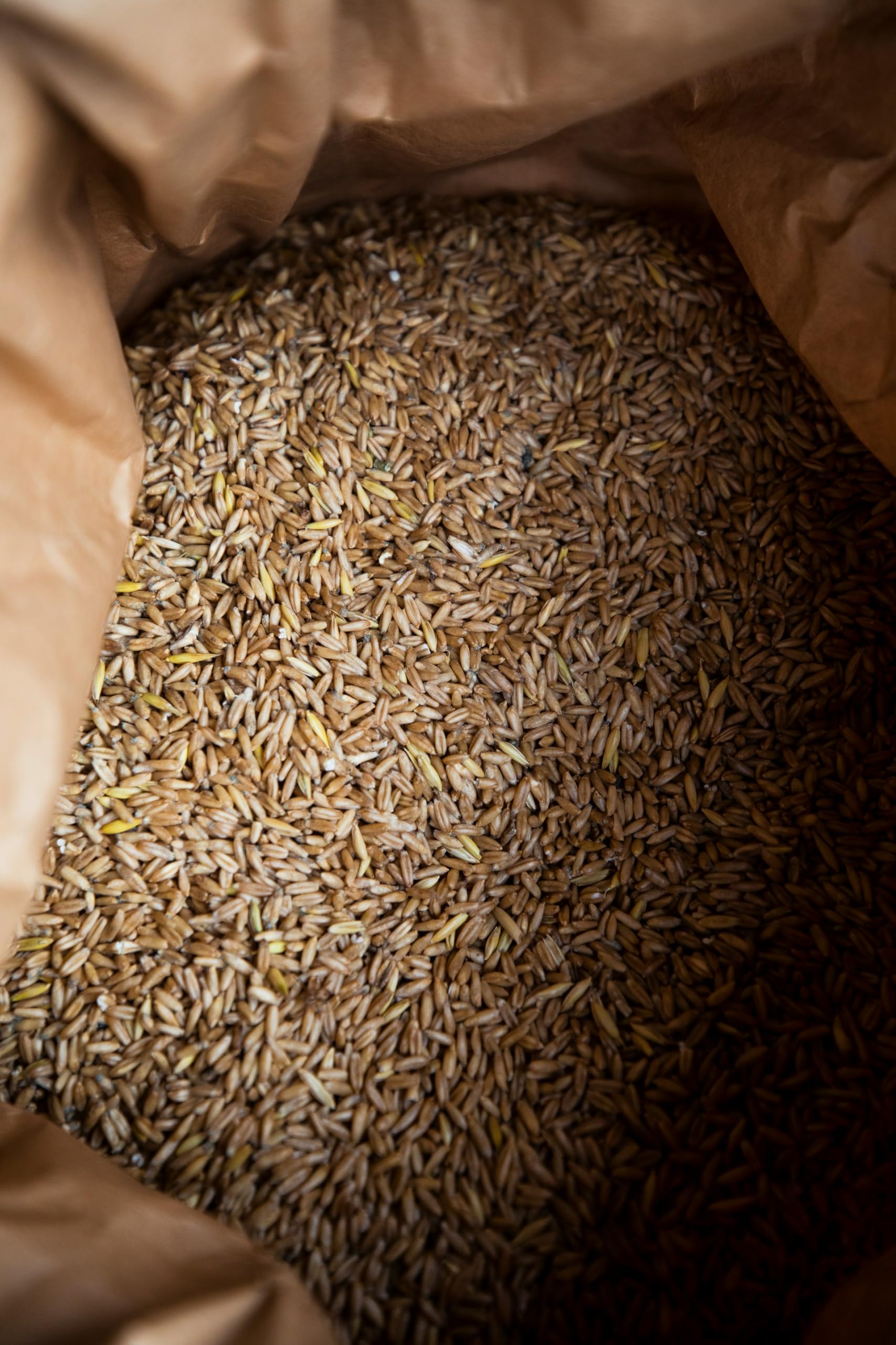 Kamelur Bio Dinkel (25kg) Ganzes Korn aus kontrolliert biologischem Anbau in Deutschland
