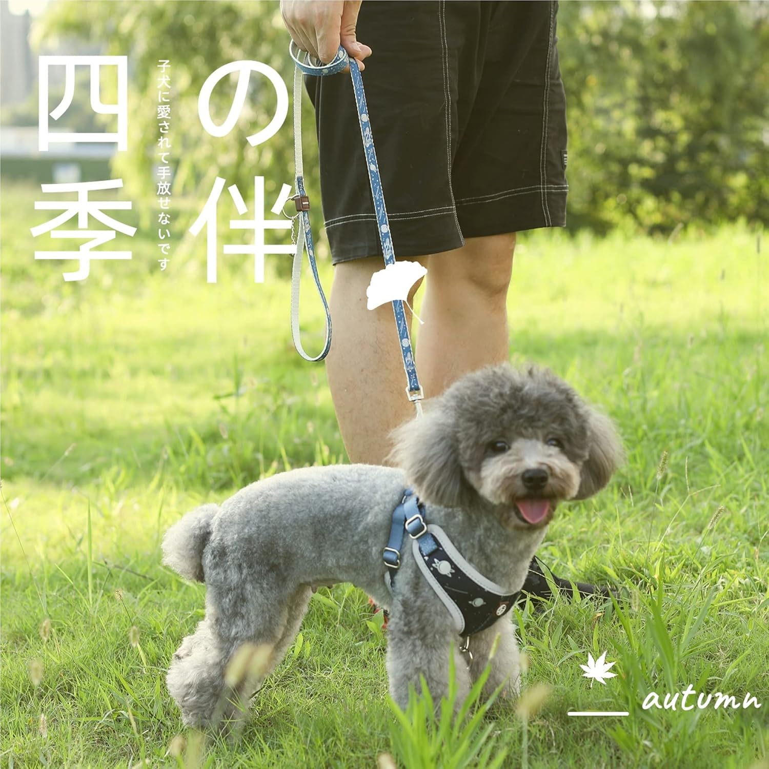 Quteka 犬 負担が少ない ハーネス 小型犬 胴輪 犬用 セット 中型犬用 5 15kg 人気 リード 3m夜間反射 猫用 Quteka 犬 負担が少ない ハーネス 小型犬 胴輪 犬用 セット 中型犬用 5 15kg 人気 リード 3m夜間反射 猫用